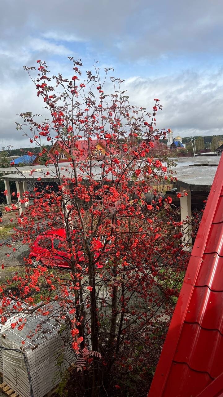 Фото Здрава Дача