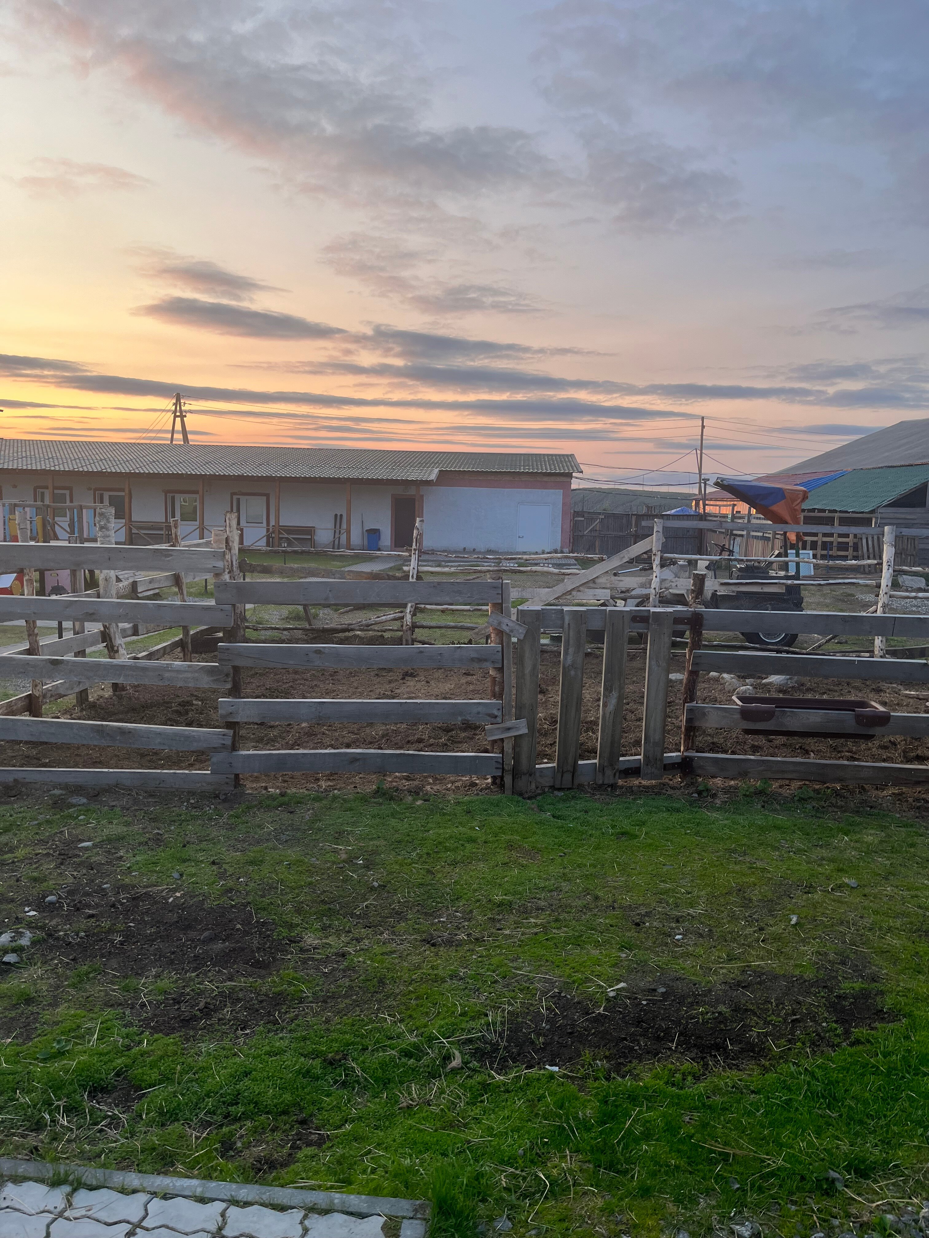 Фото Мурманская страусиная ферма