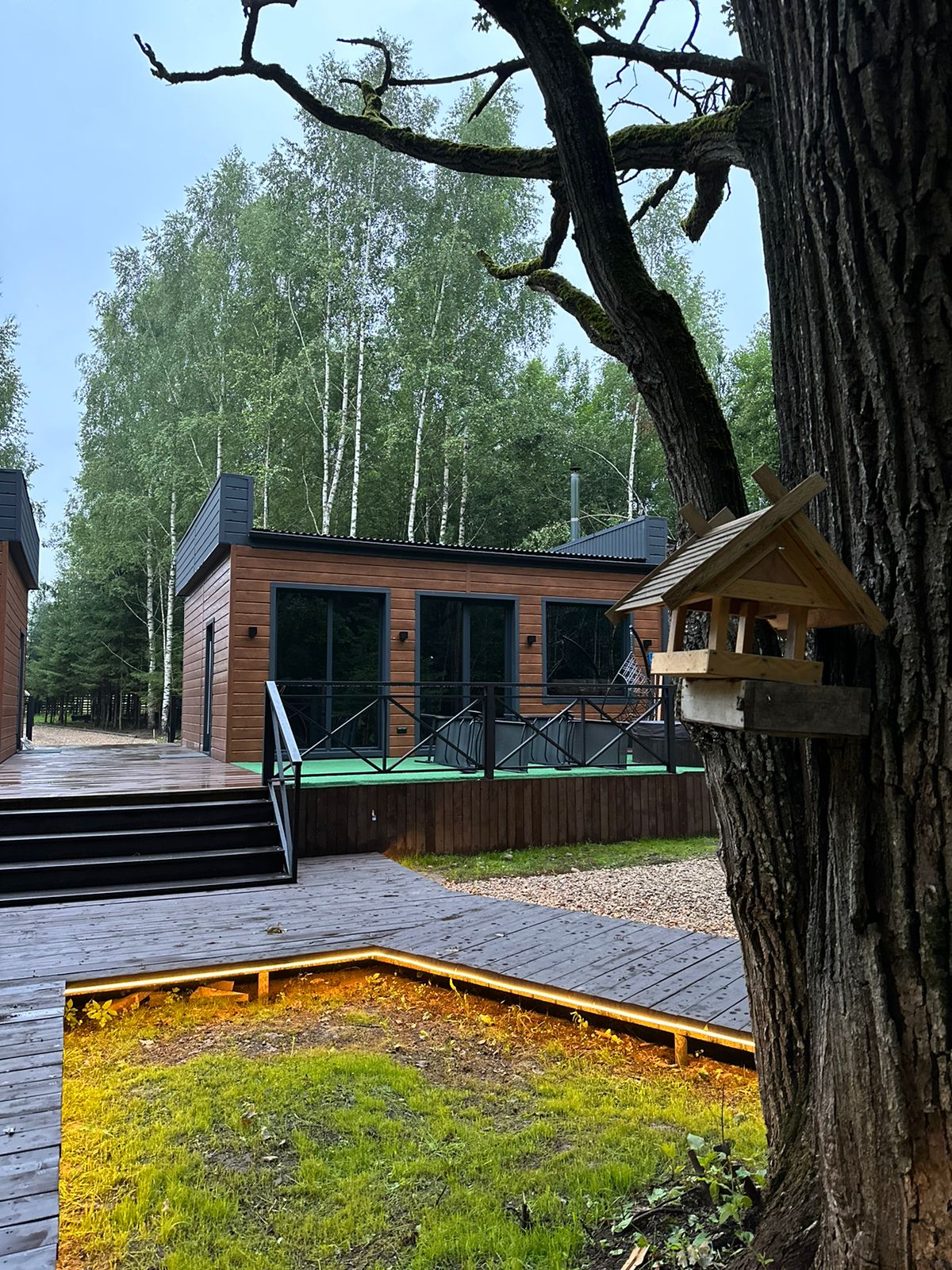 Фото Старый дуб