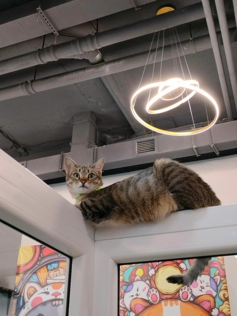 Anti-café Kotiko, Astana, photo