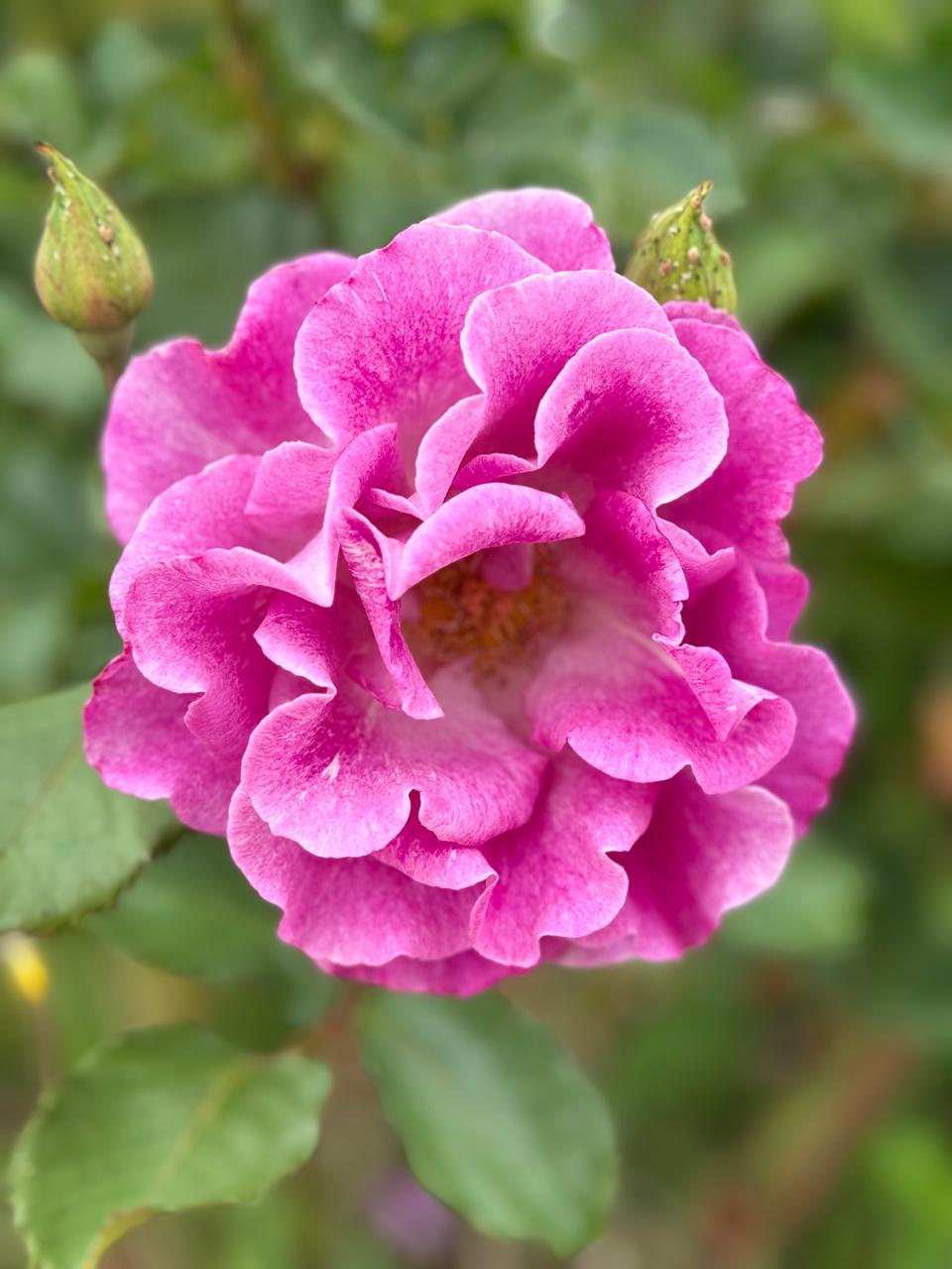 Фото Apartcomplex Chateau Aheloy