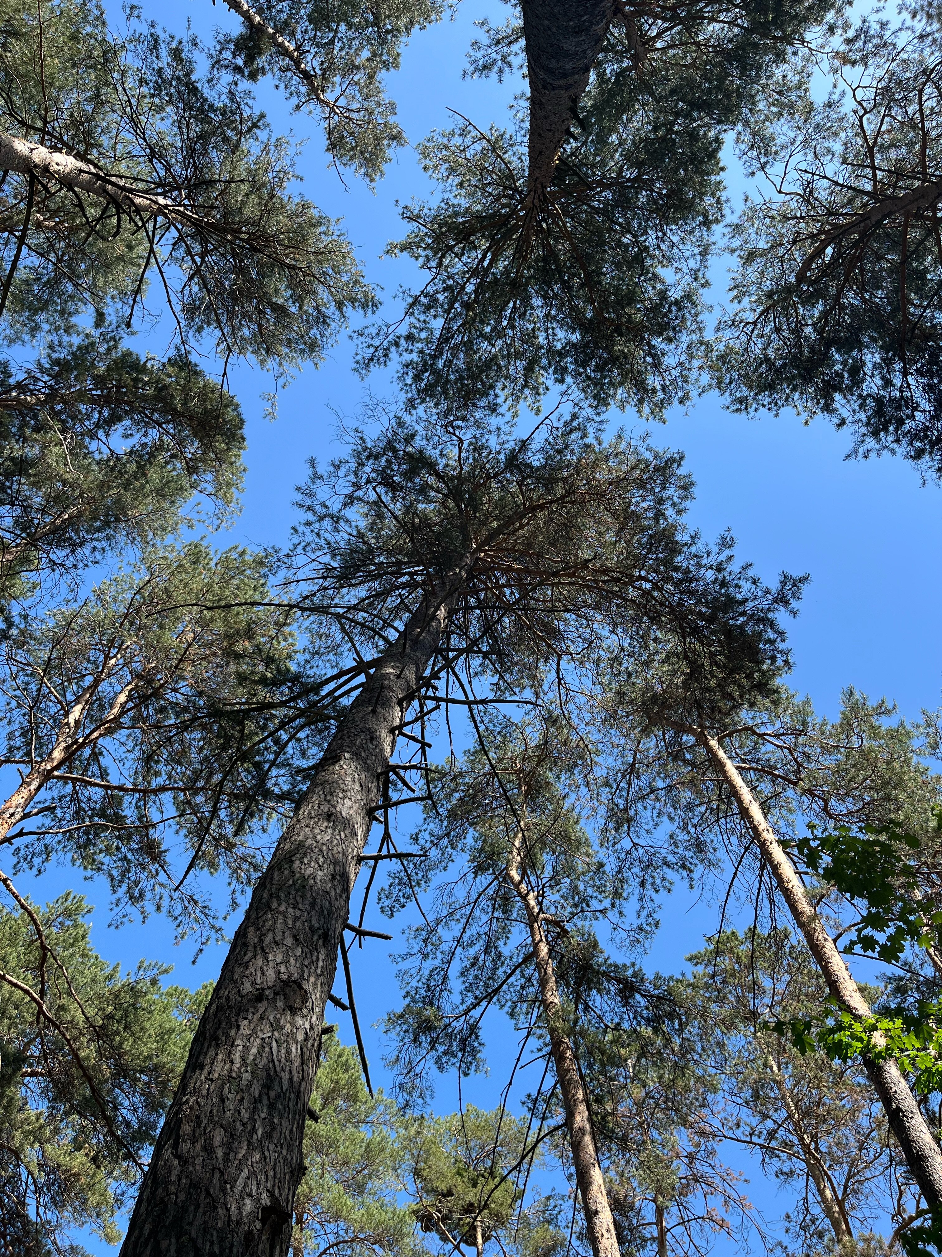 Фото Лесные дали