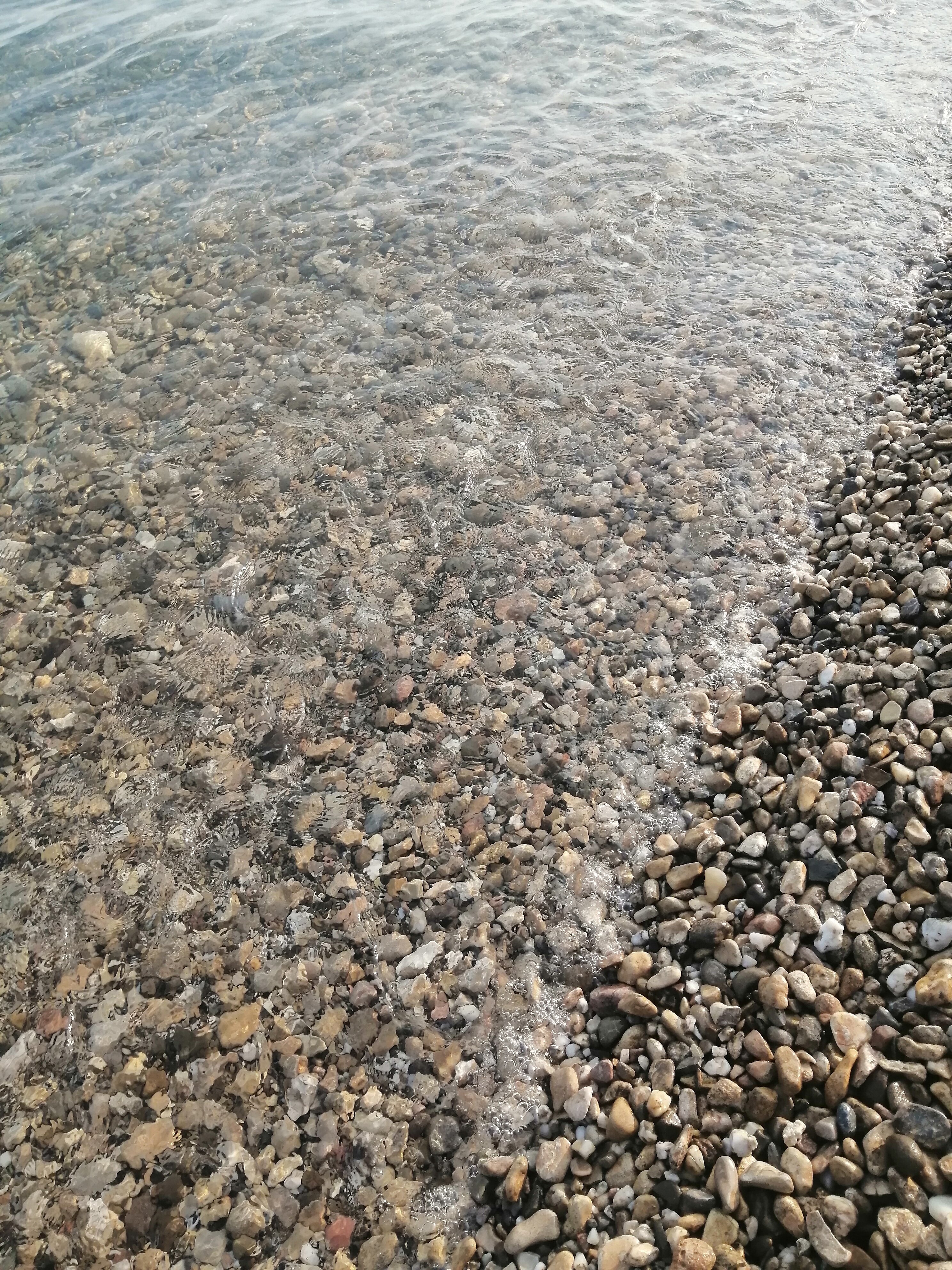 Фото Пальма