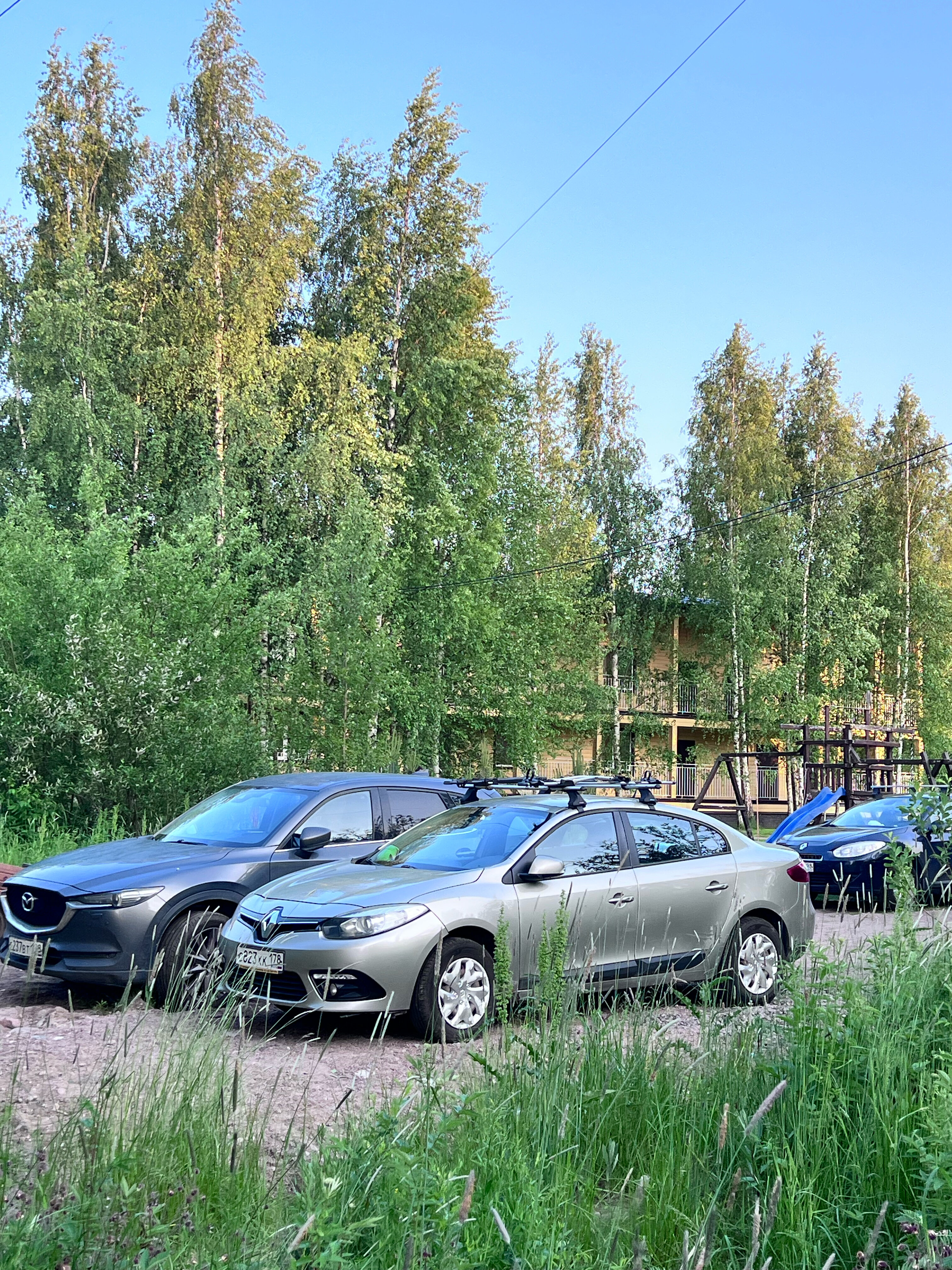 Фото Березки