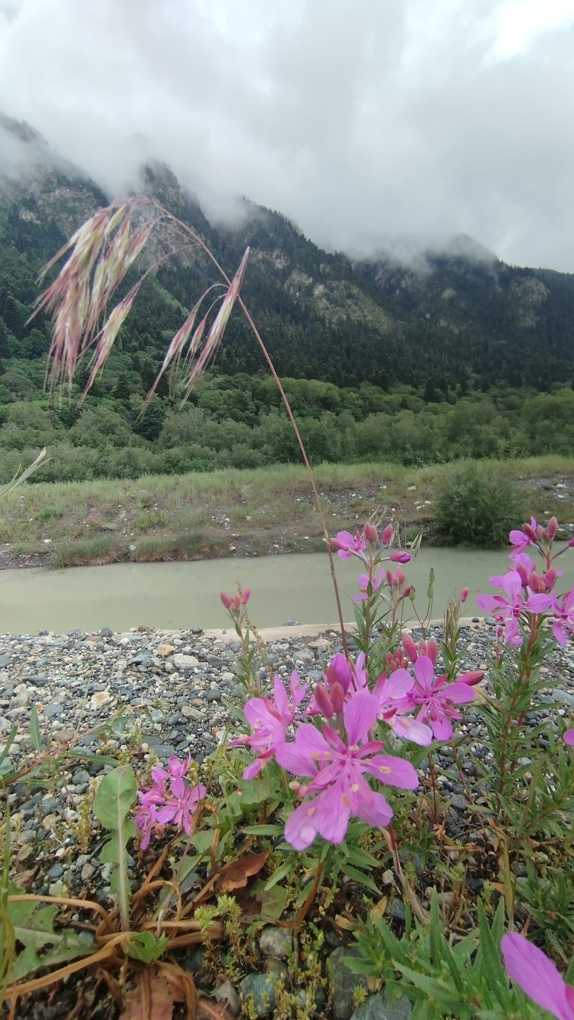 Фото Кипрей