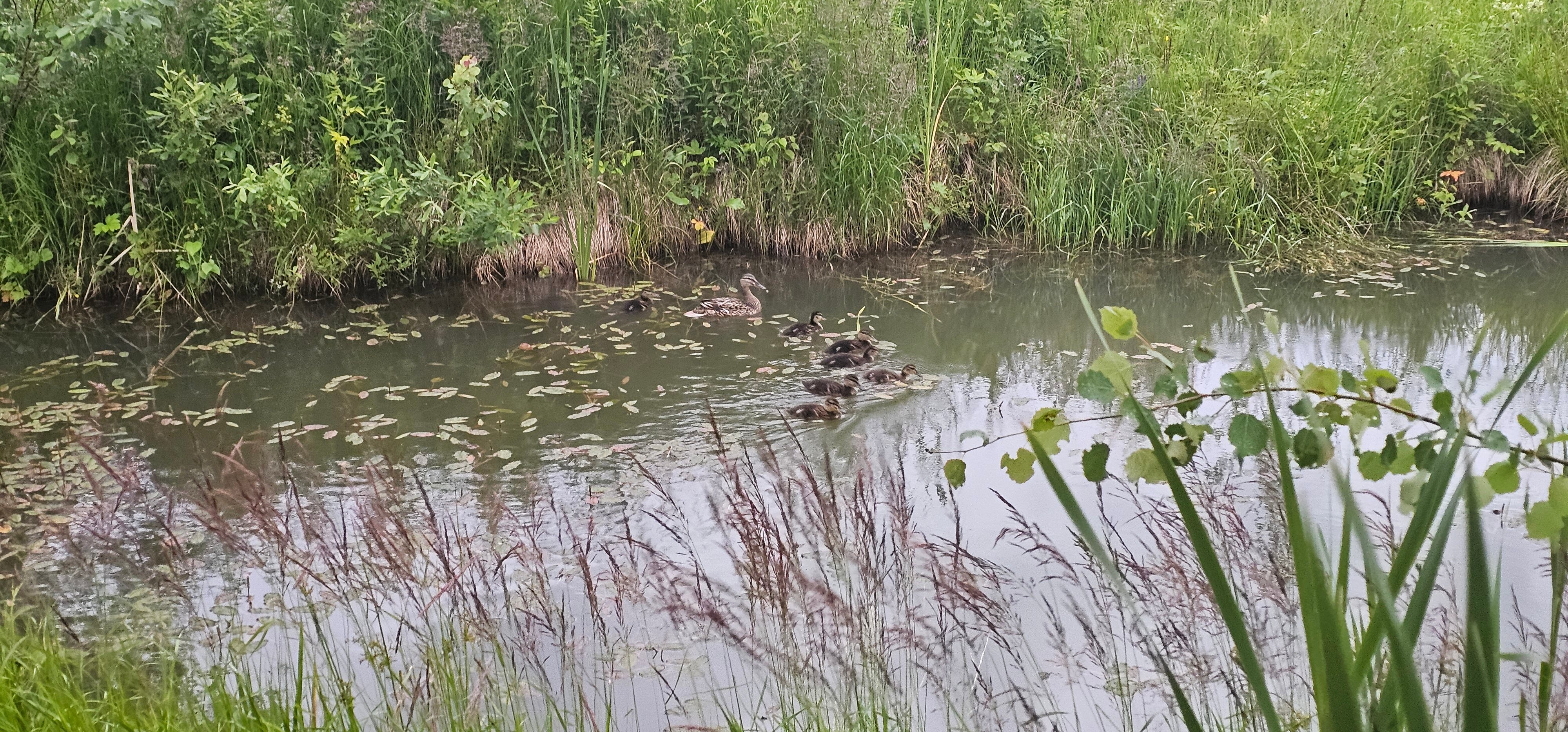 Фото Легенды леса