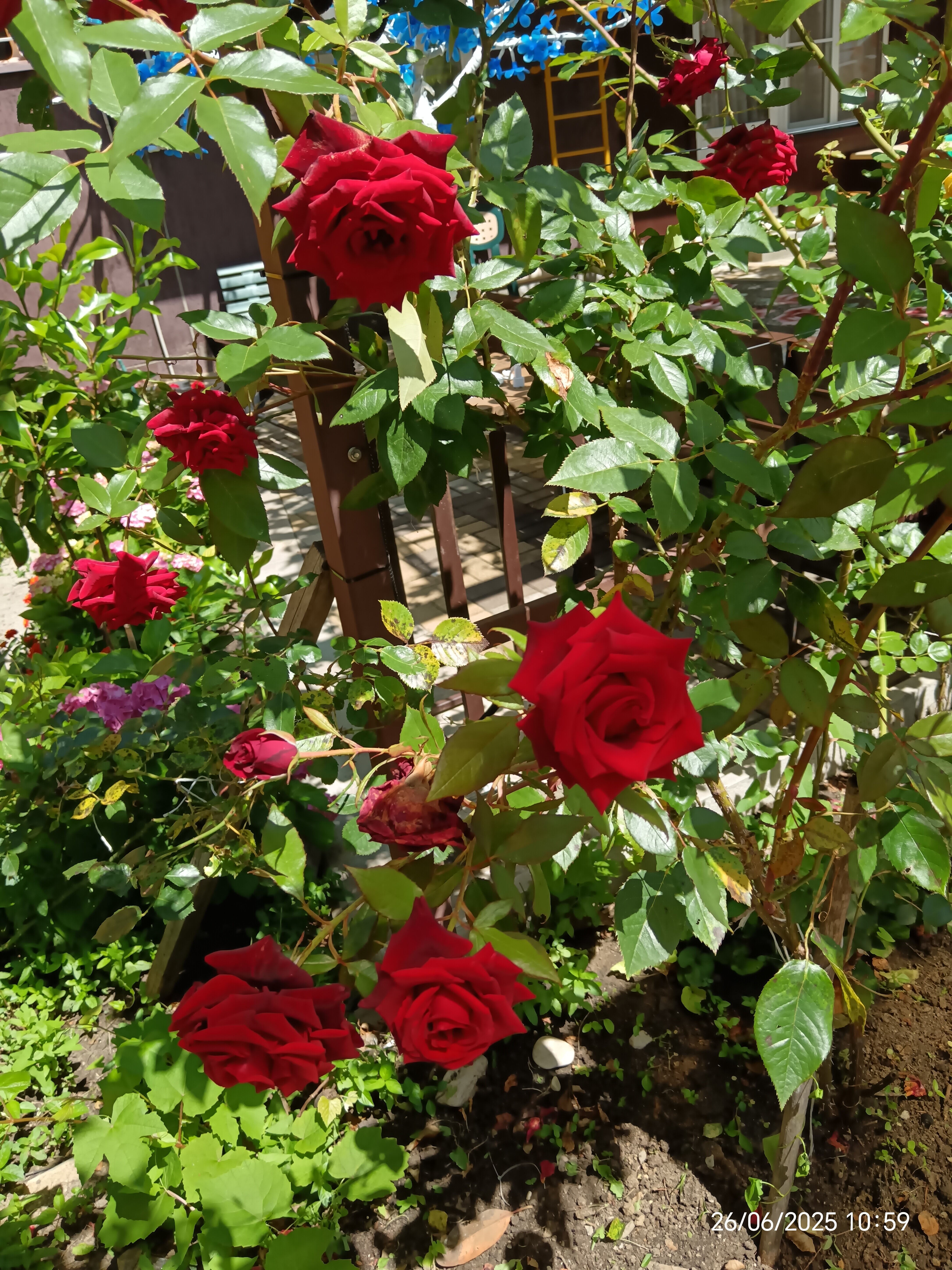 Фото Атлант