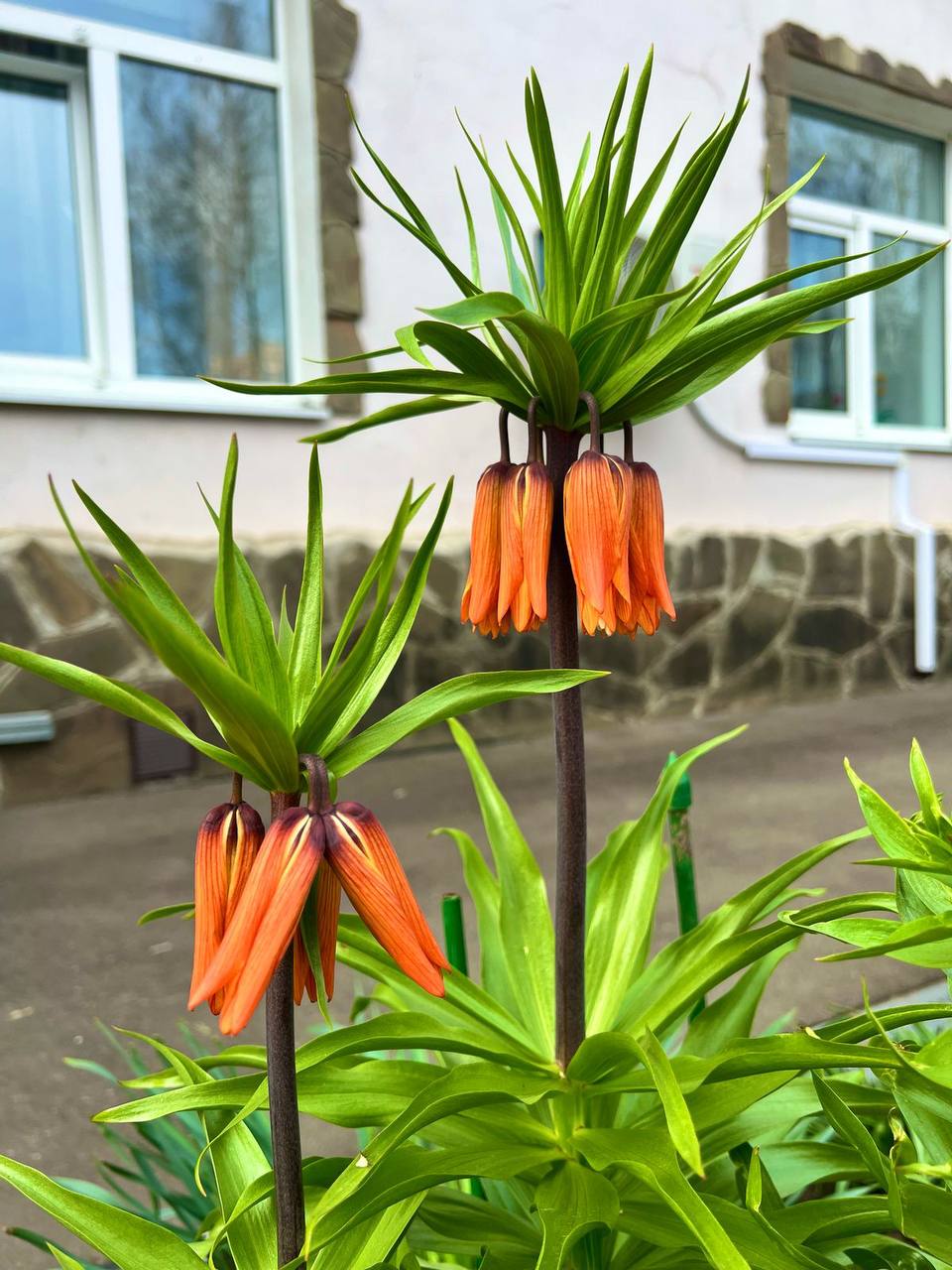 Фото Мон Плезир