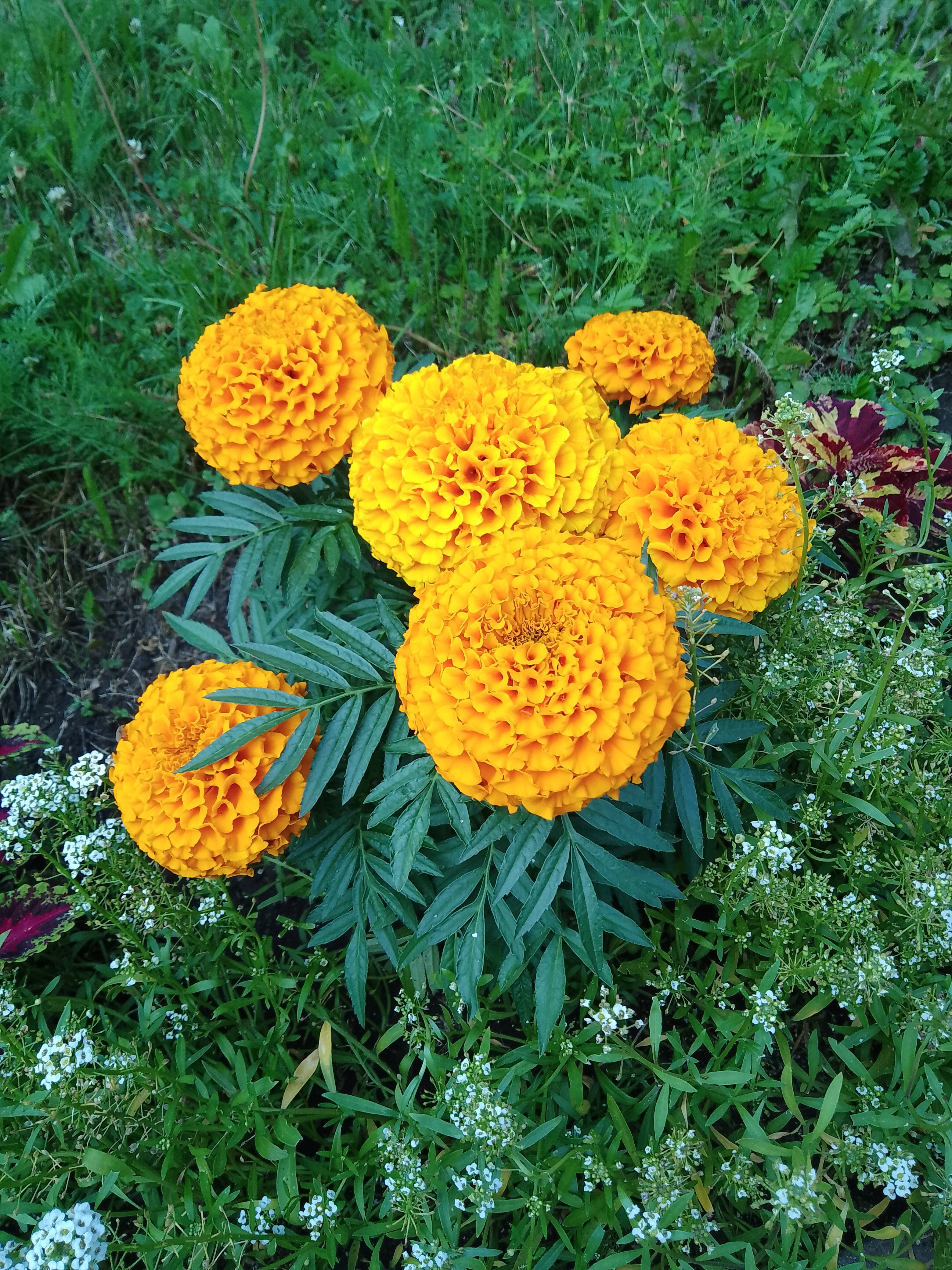 Фото Борисовский