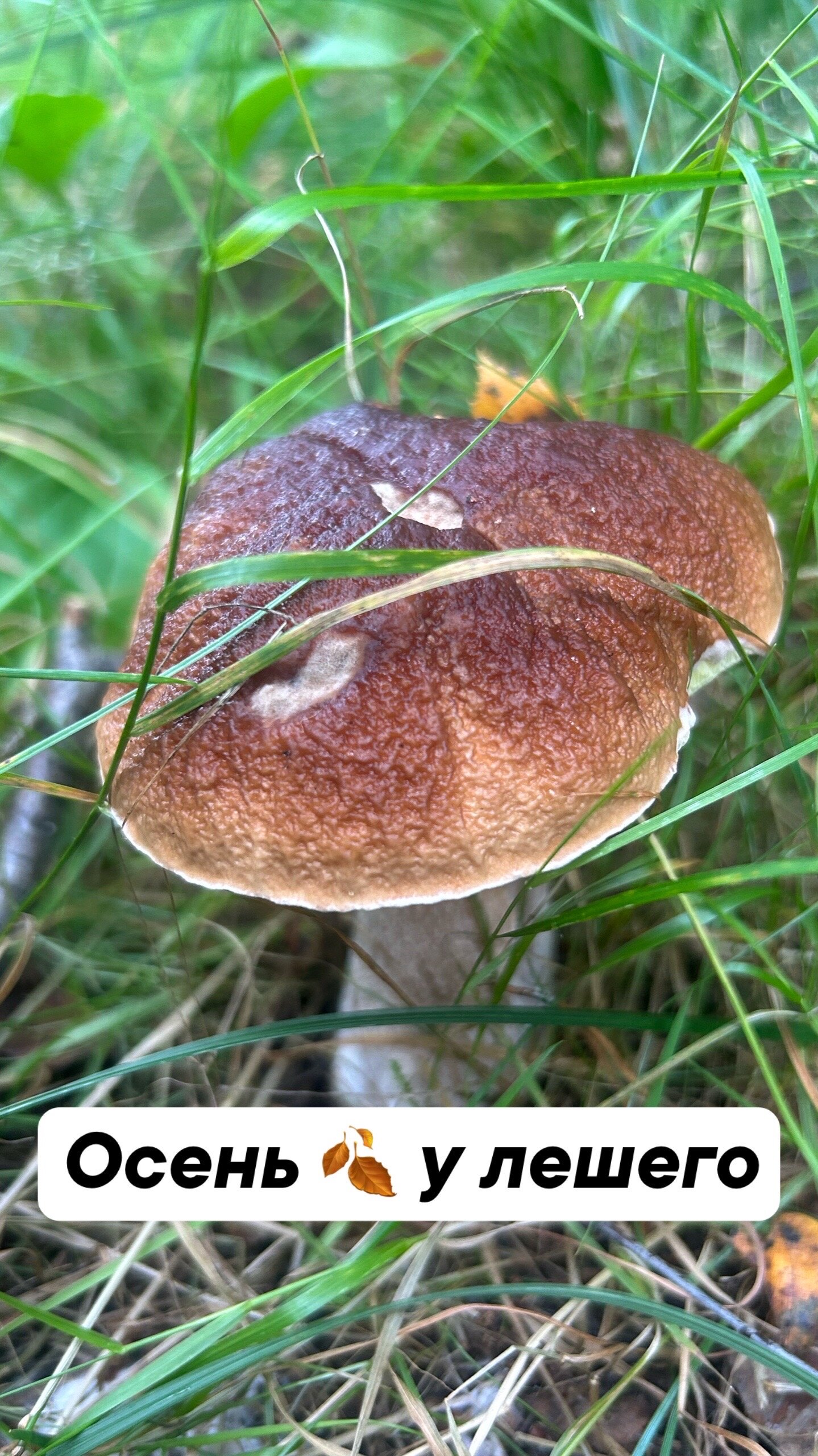 Фото У Лешего