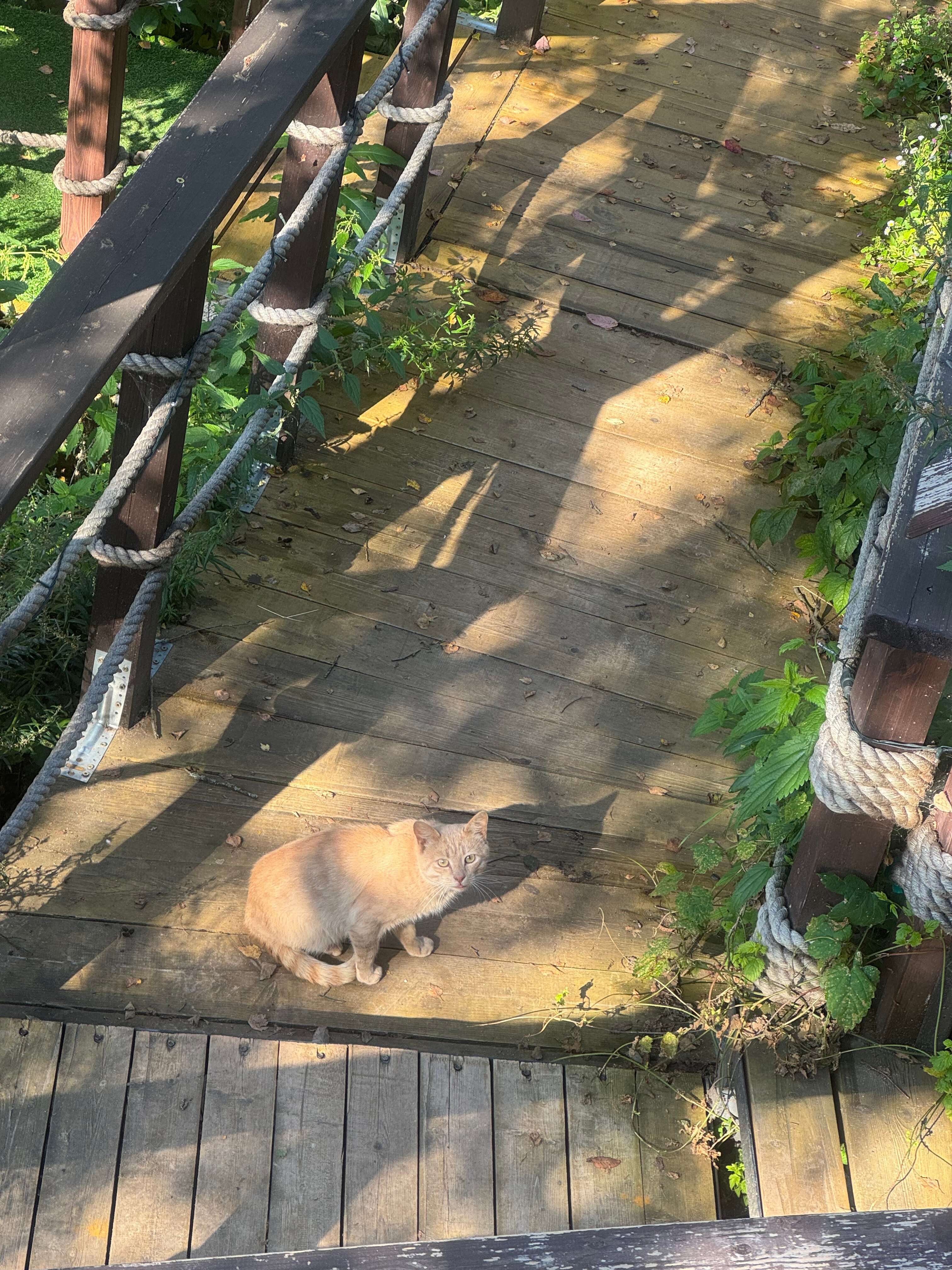 Фото Веселые гуси