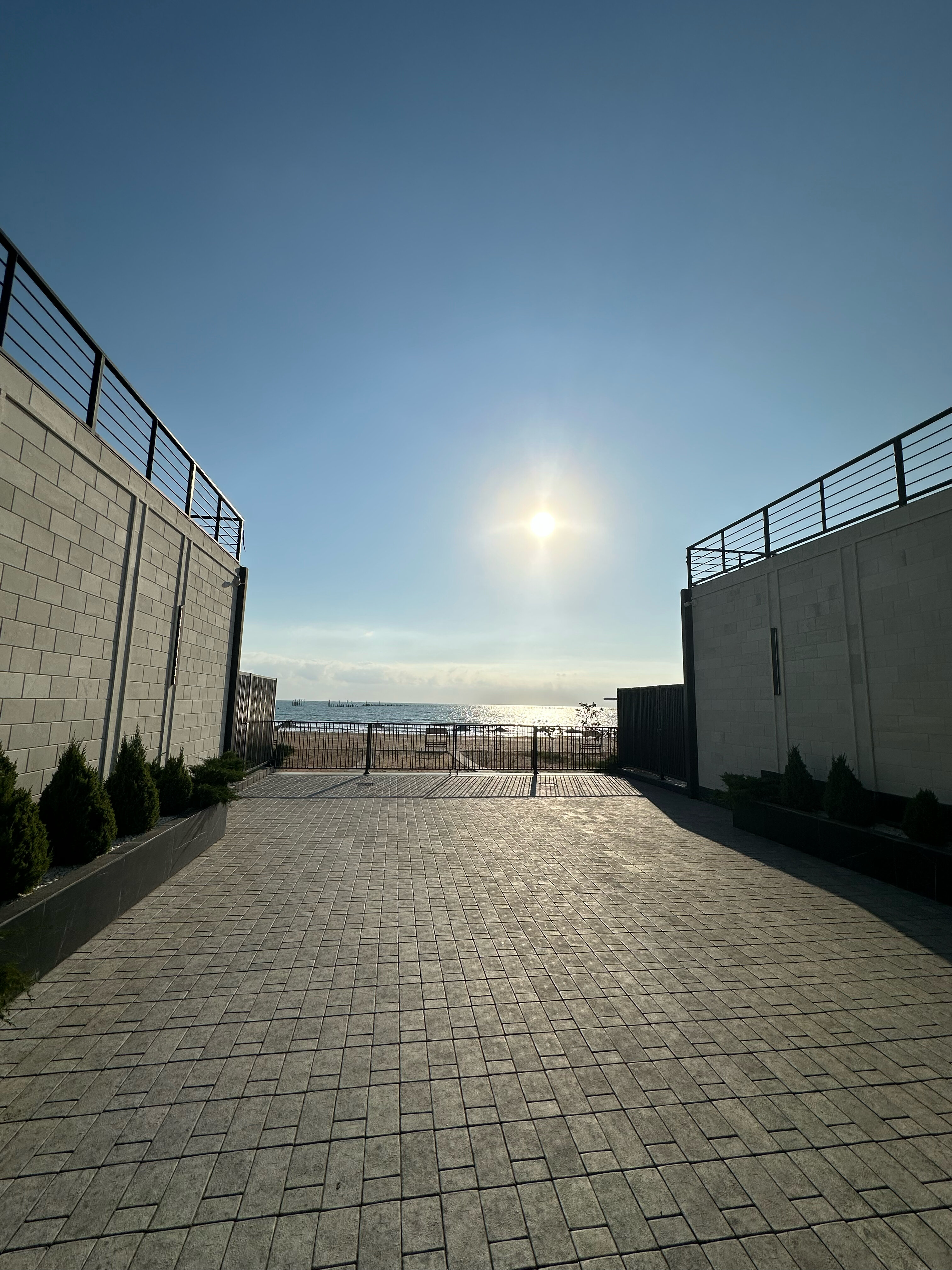 Фото Павлония