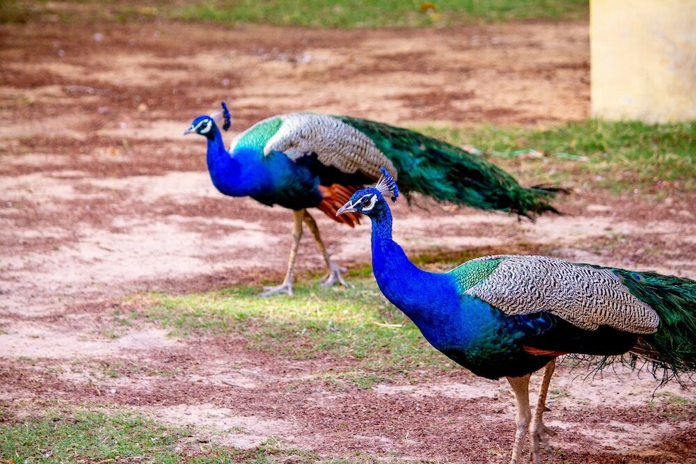 Фото Anuraag Villa