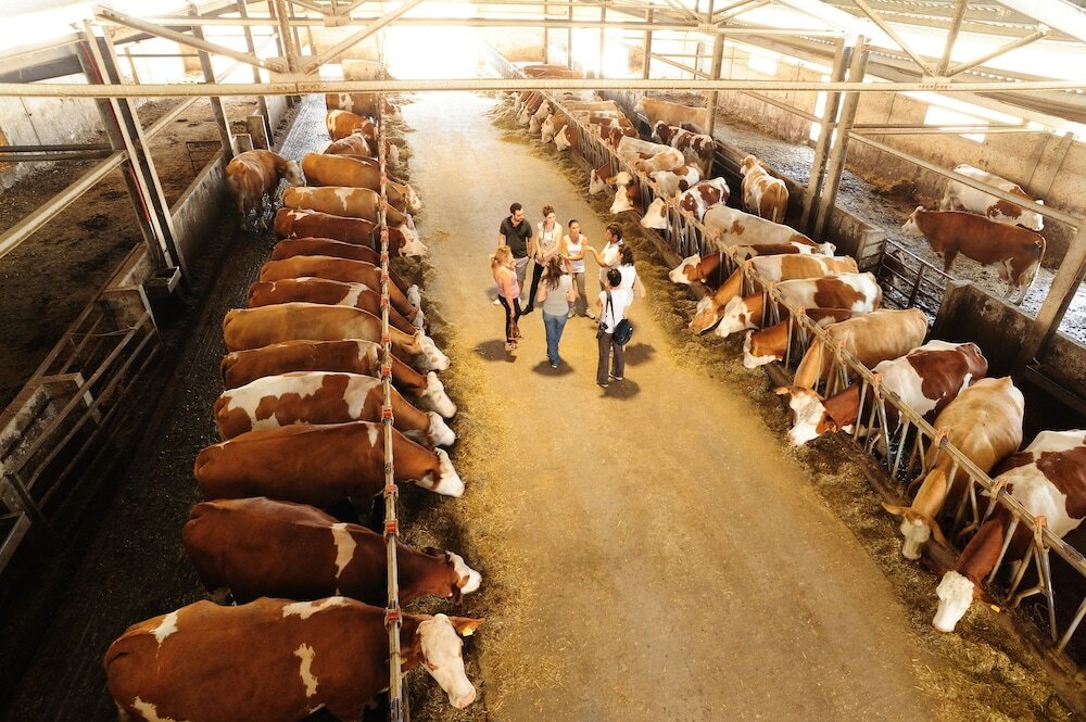 Фото Agriturismo Villa Dafne