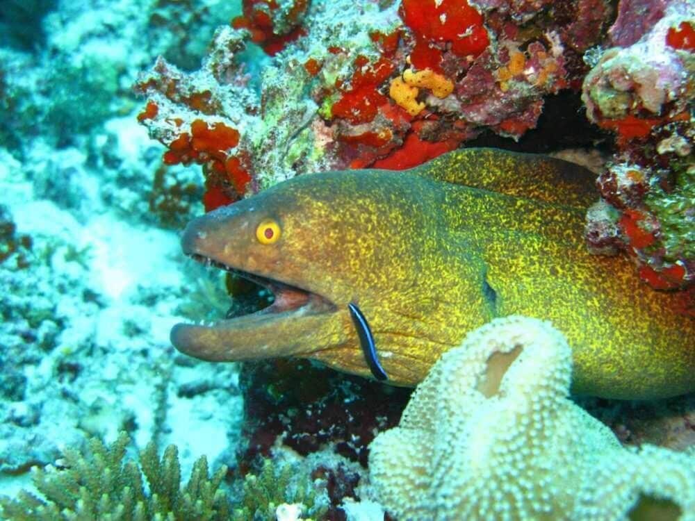 Фото Hotel Elite Inn