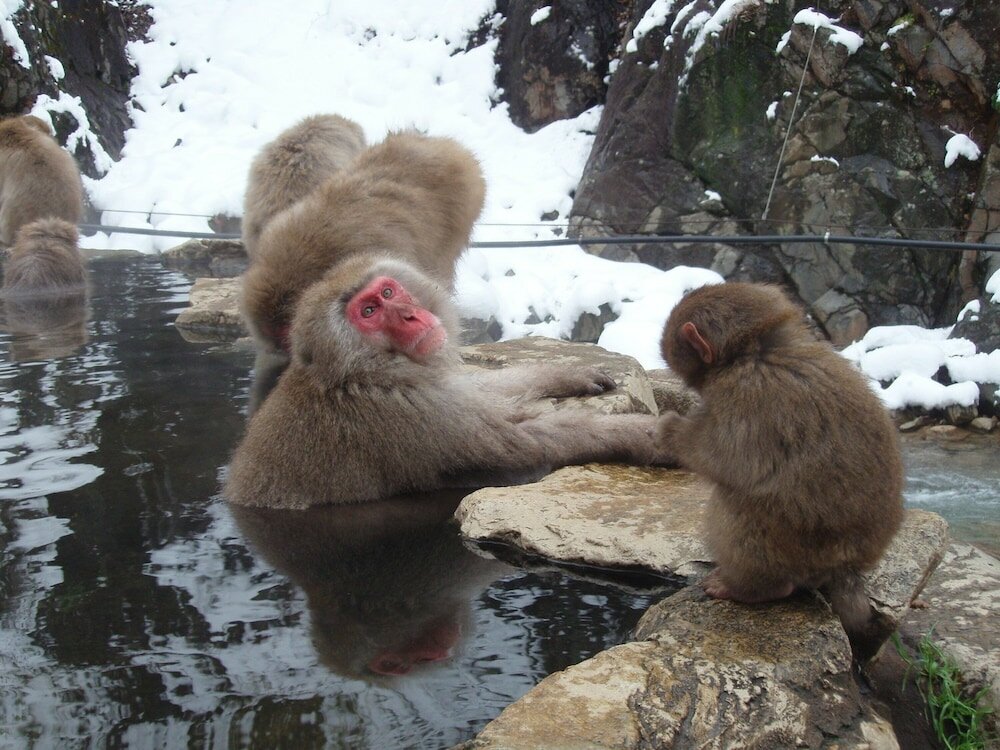 Фото 90180758599