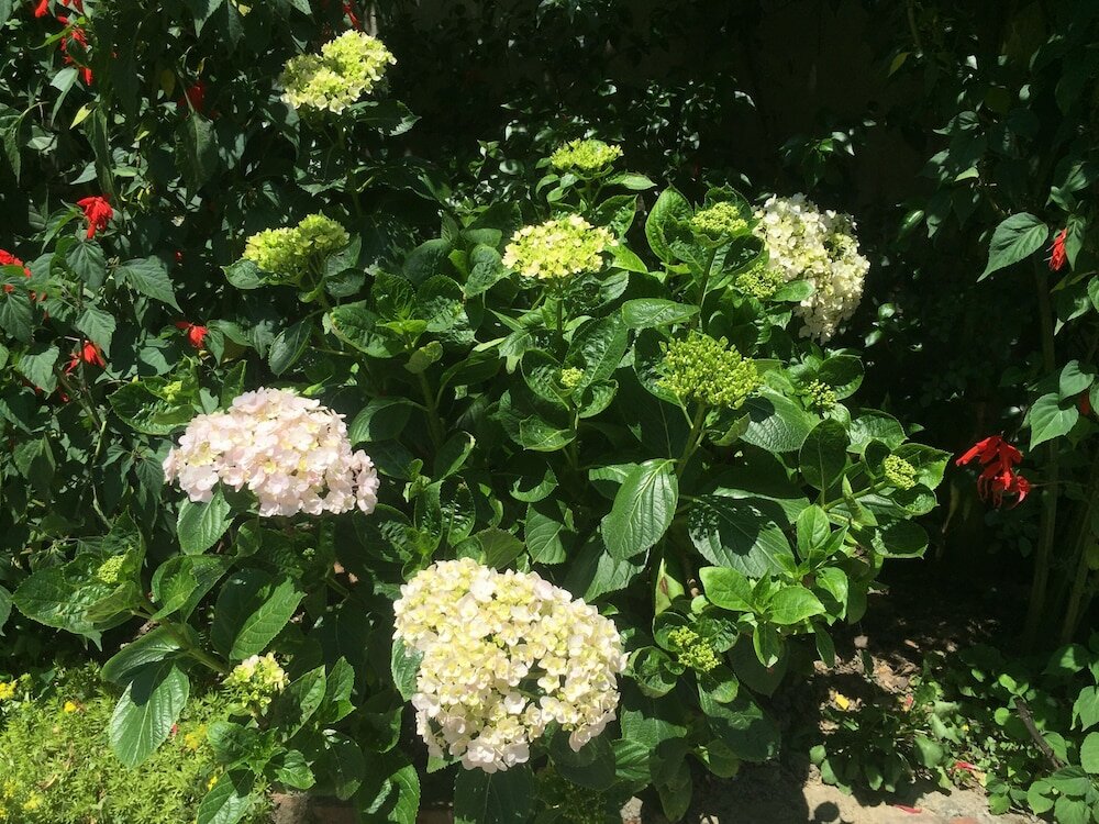 Фото Гостевой Дом Sapa Garden