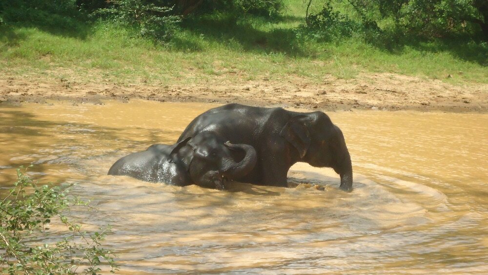 Фото Heina Nature Villa Colombo