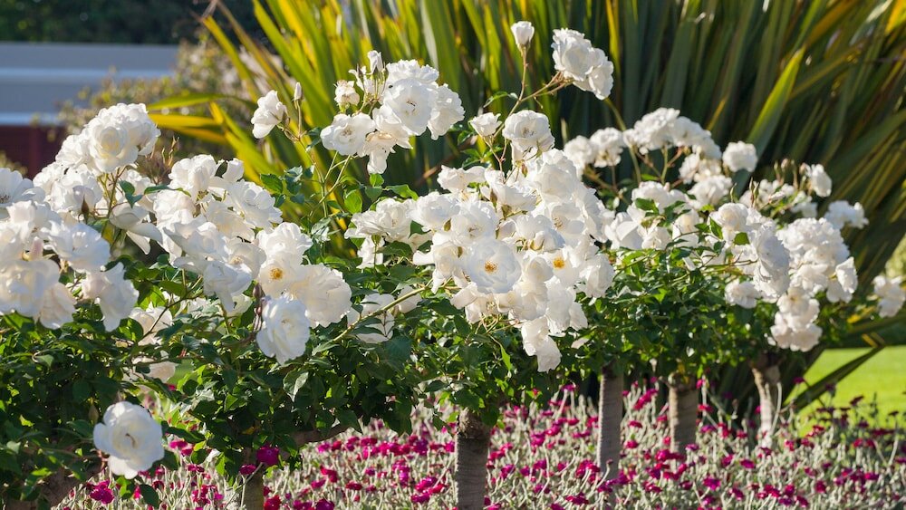 Фото Glen Avon Lodge