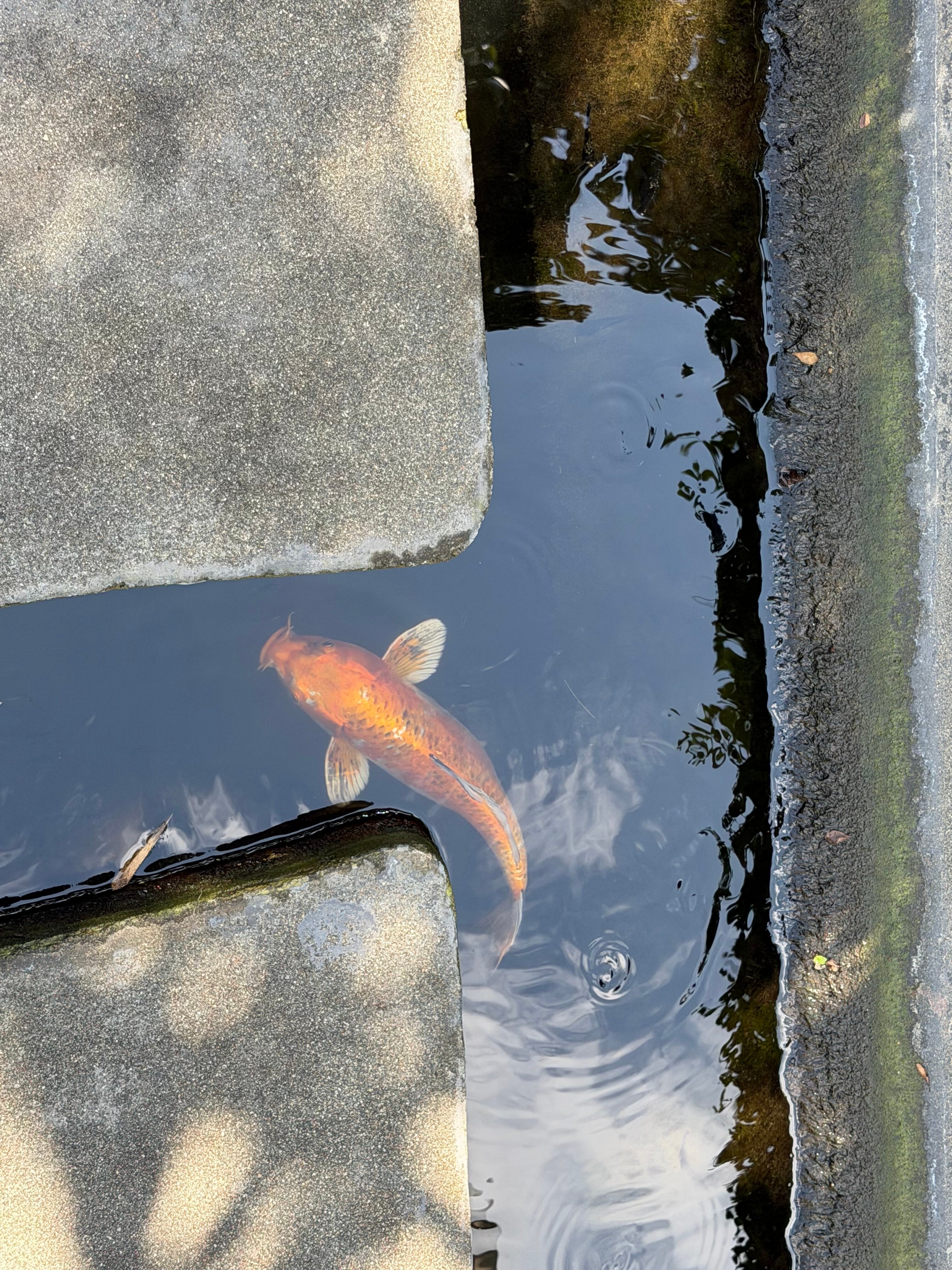 Фото The Vijitt Resort Phuket