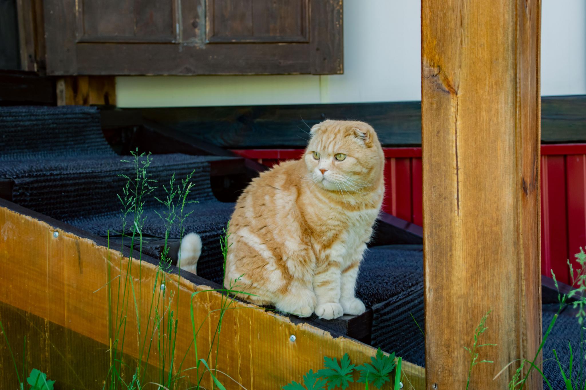 Фото Коттедж Манжерок