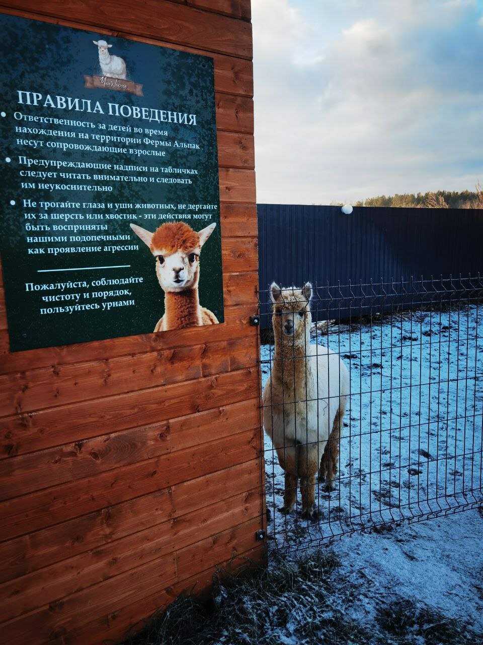 Фото Your Home с АльпакамИ