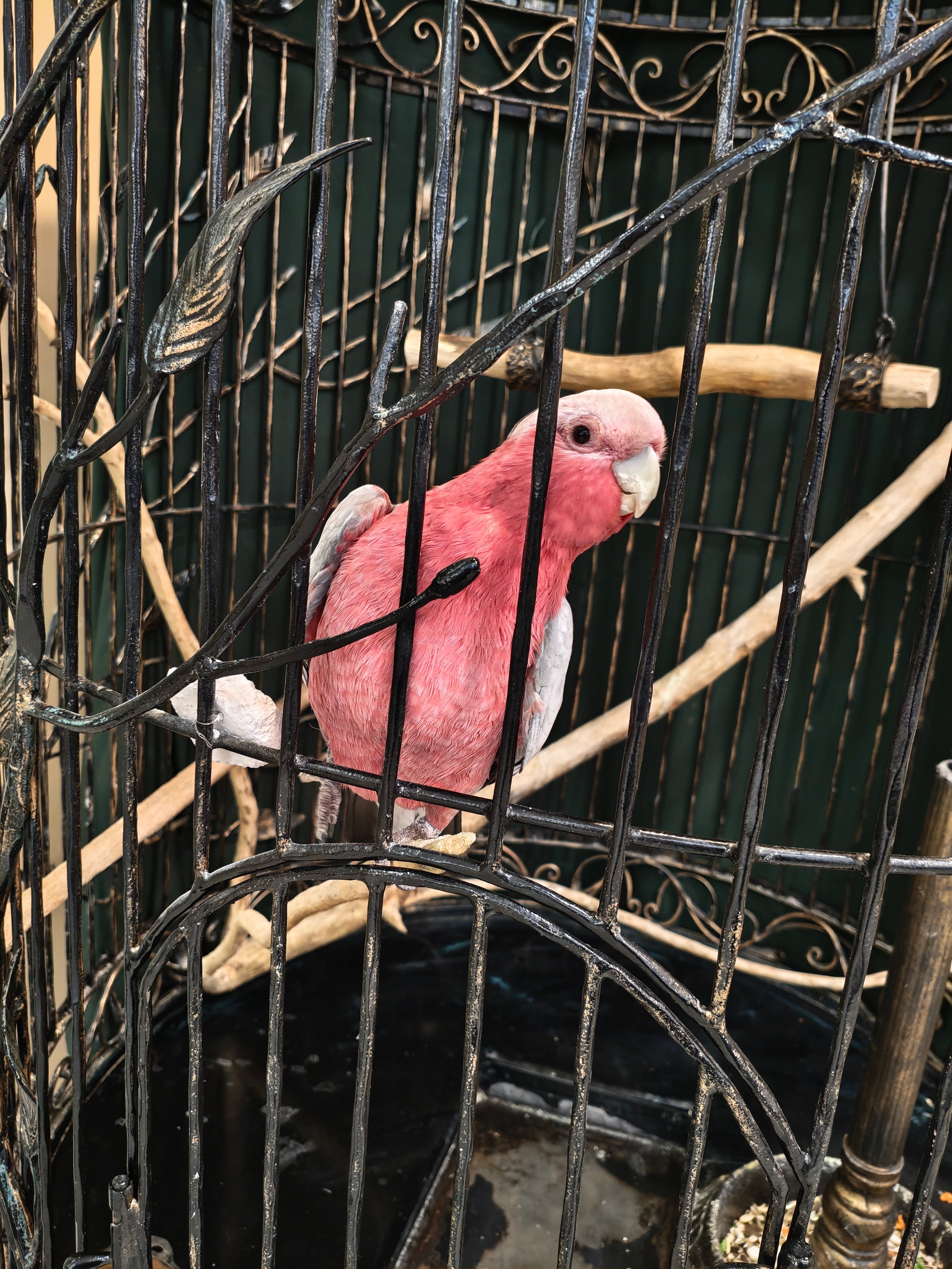 Фото Экодом Адлер