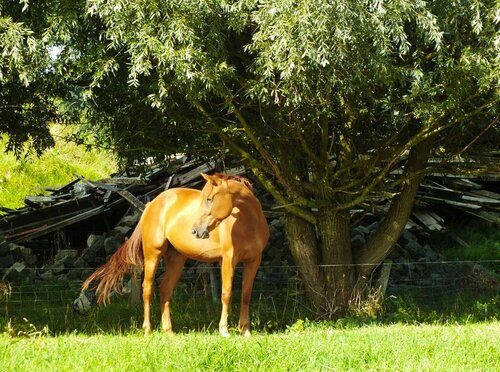 Гостиница Vita Roka в Восточной Фландрии
