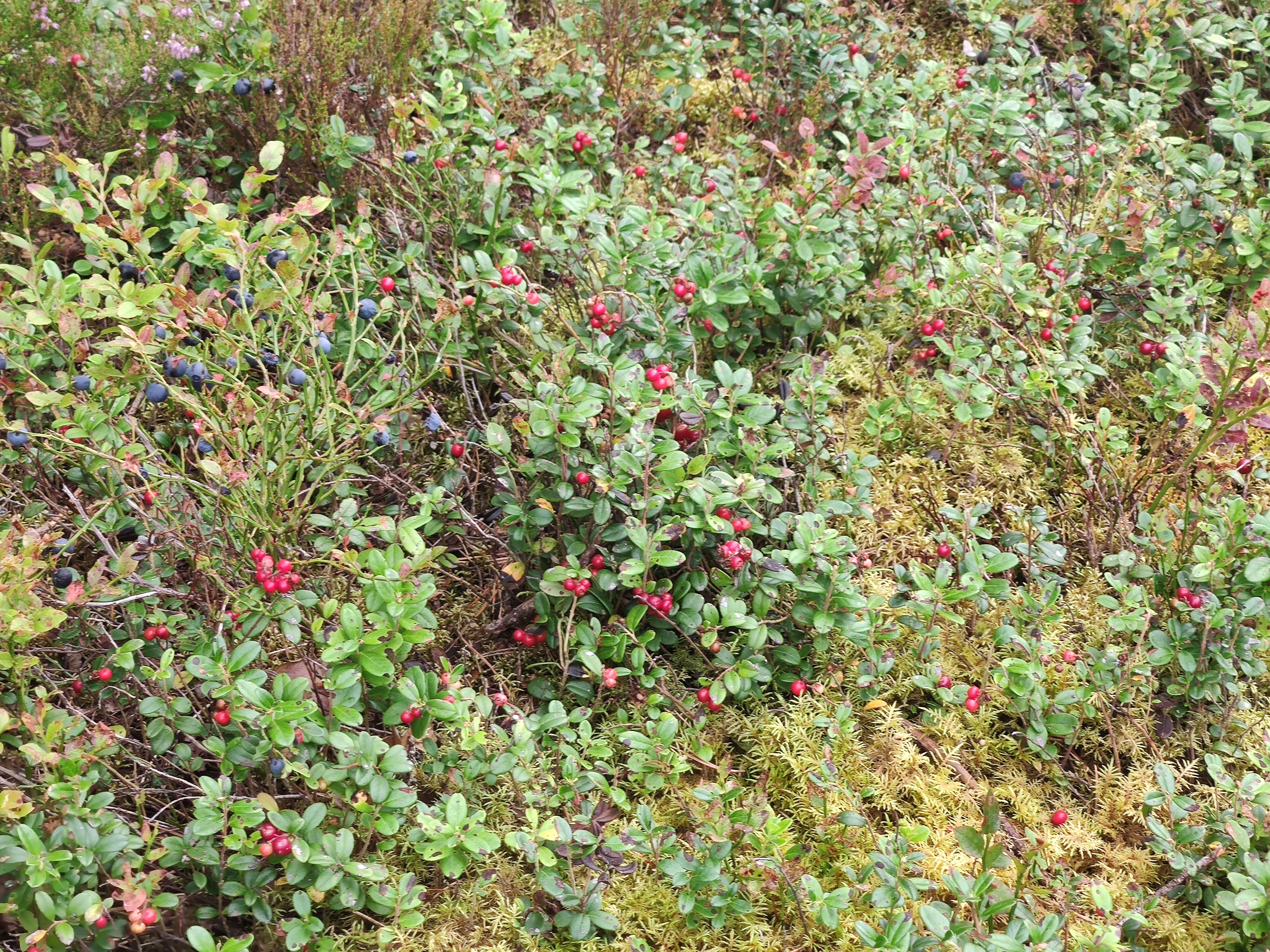 Фото Усадьба Каялина