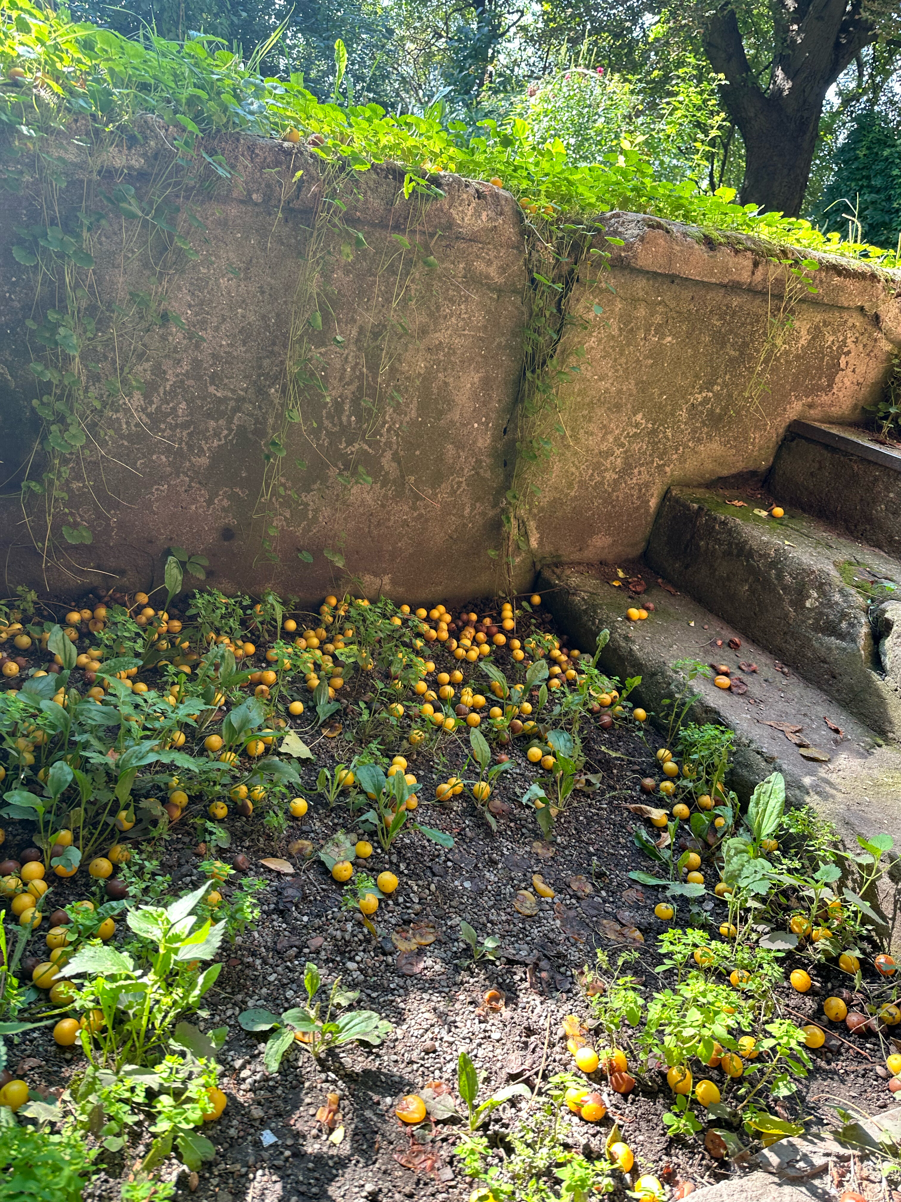 Фото Альтхоф