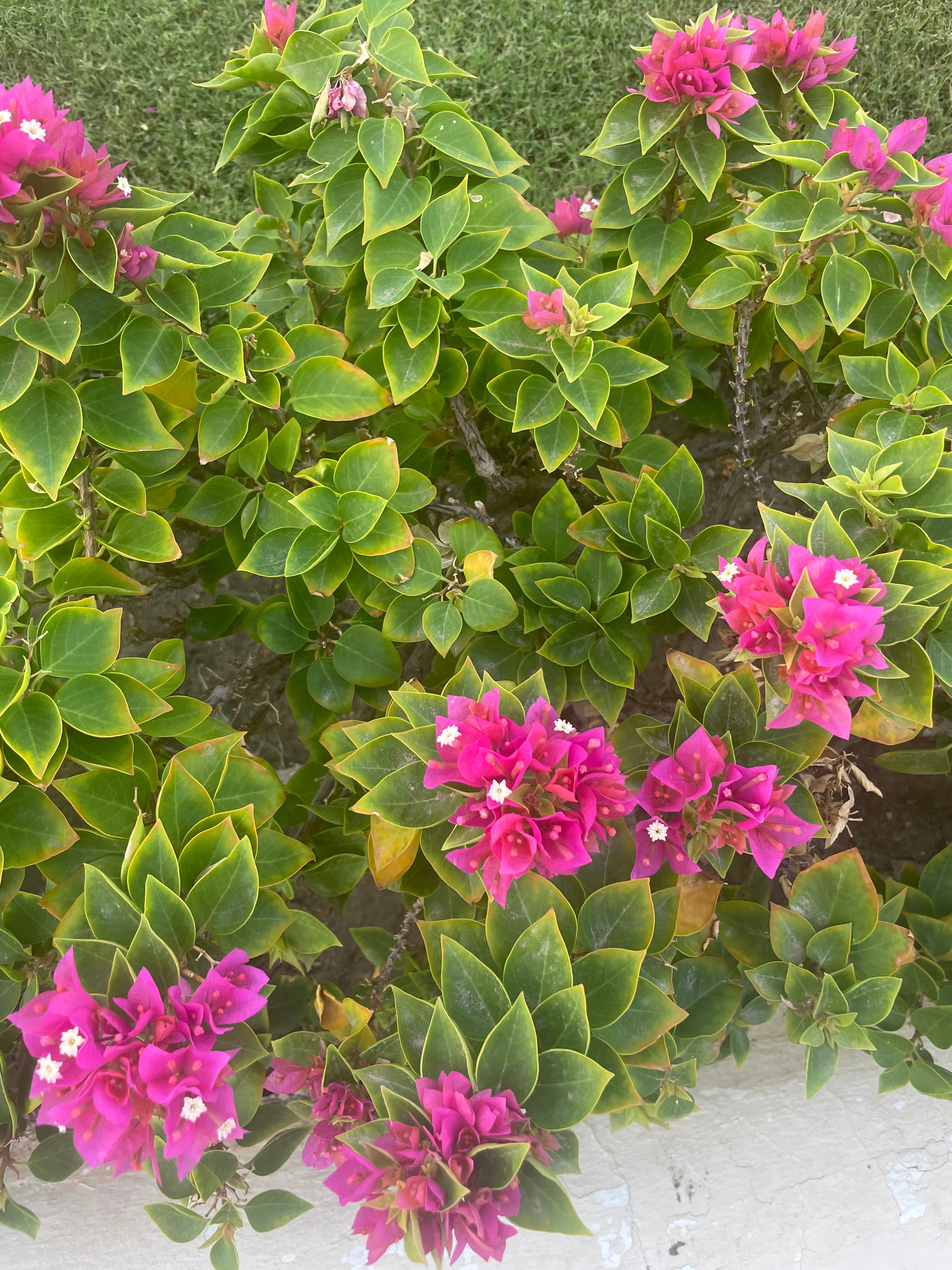 Фото Swiss Inn Resort Dahab