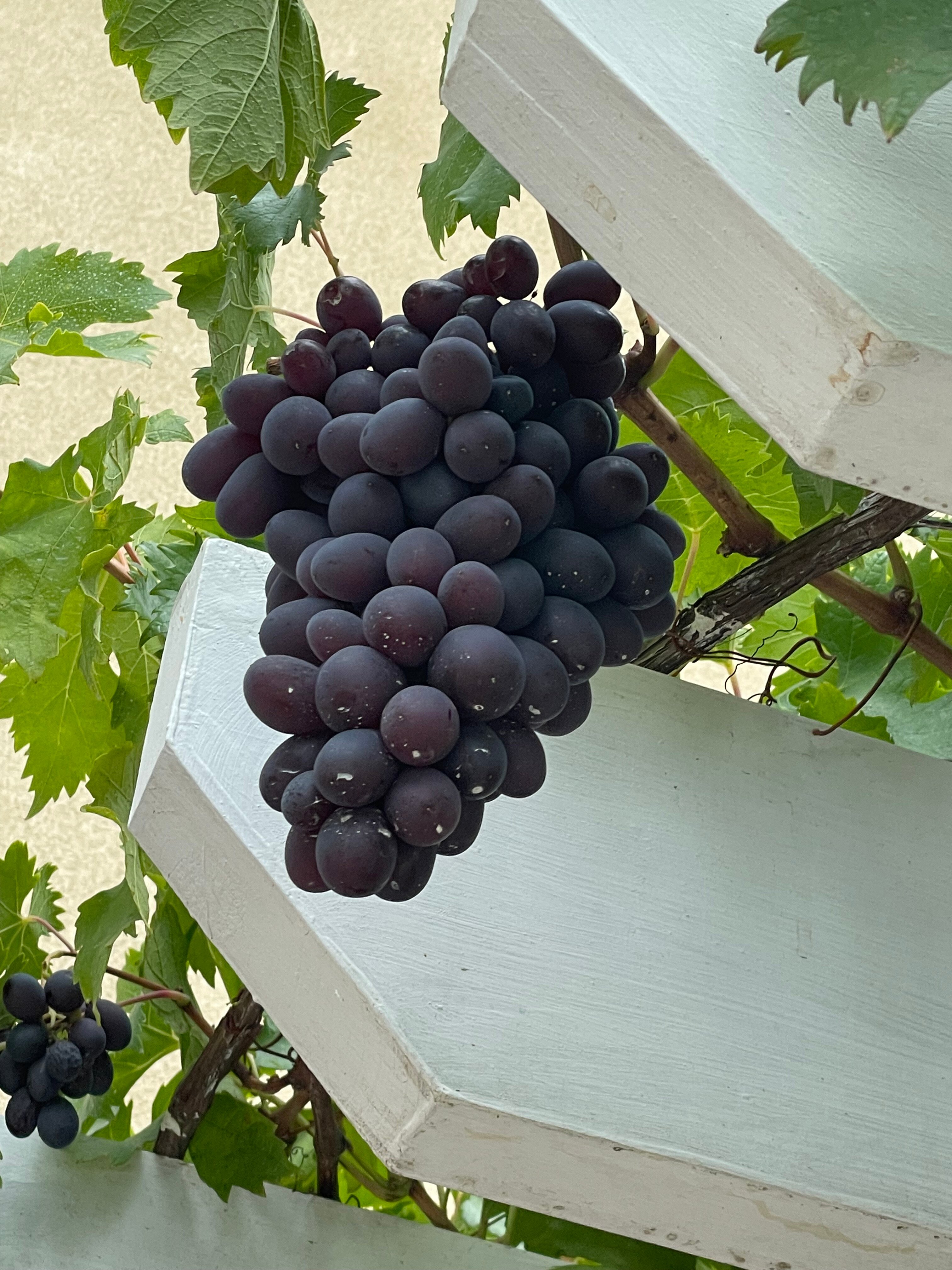 Фото Роза ветров