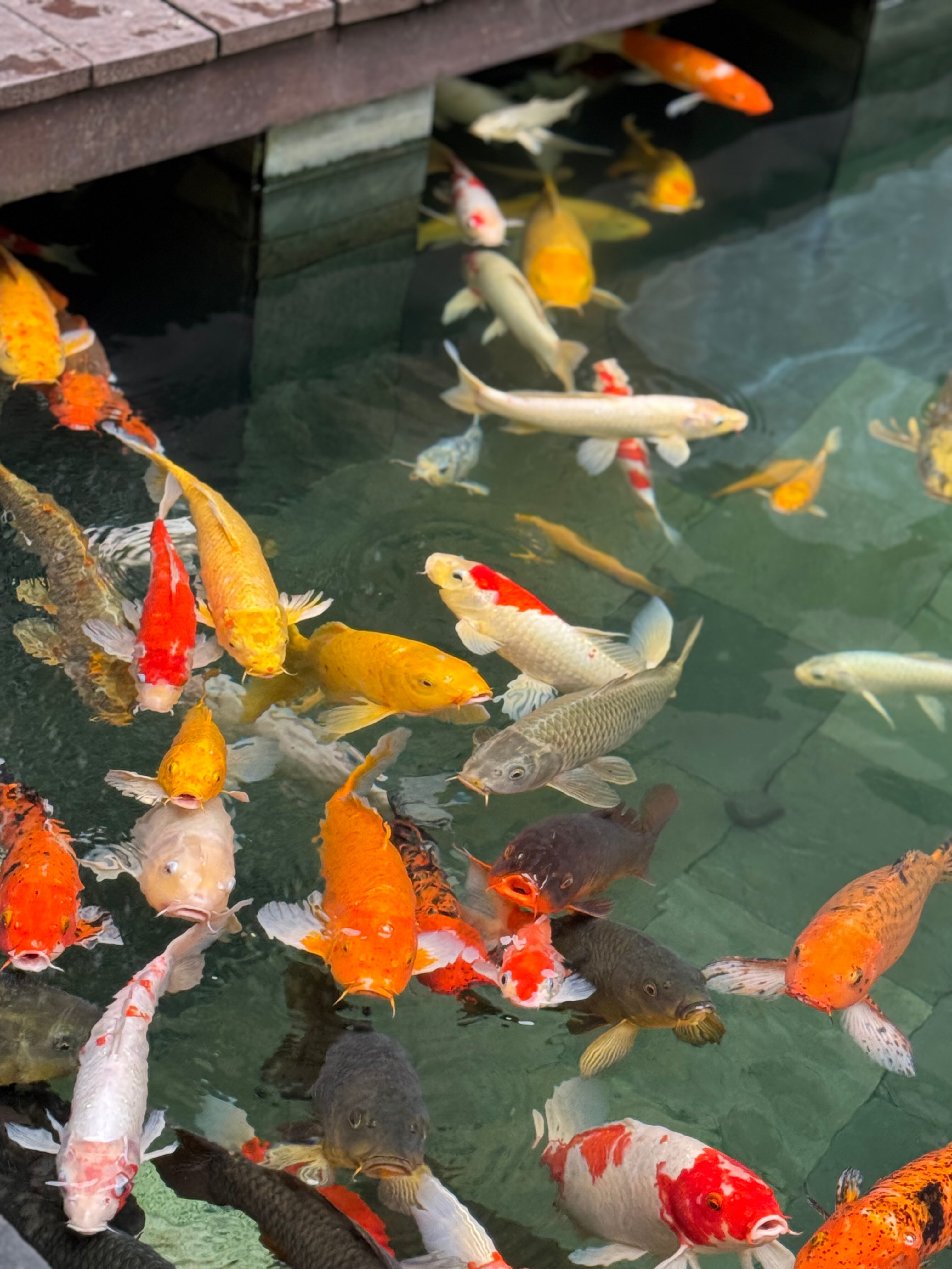 Фото Hilton Sanya Yalong Bay Resort & SPA