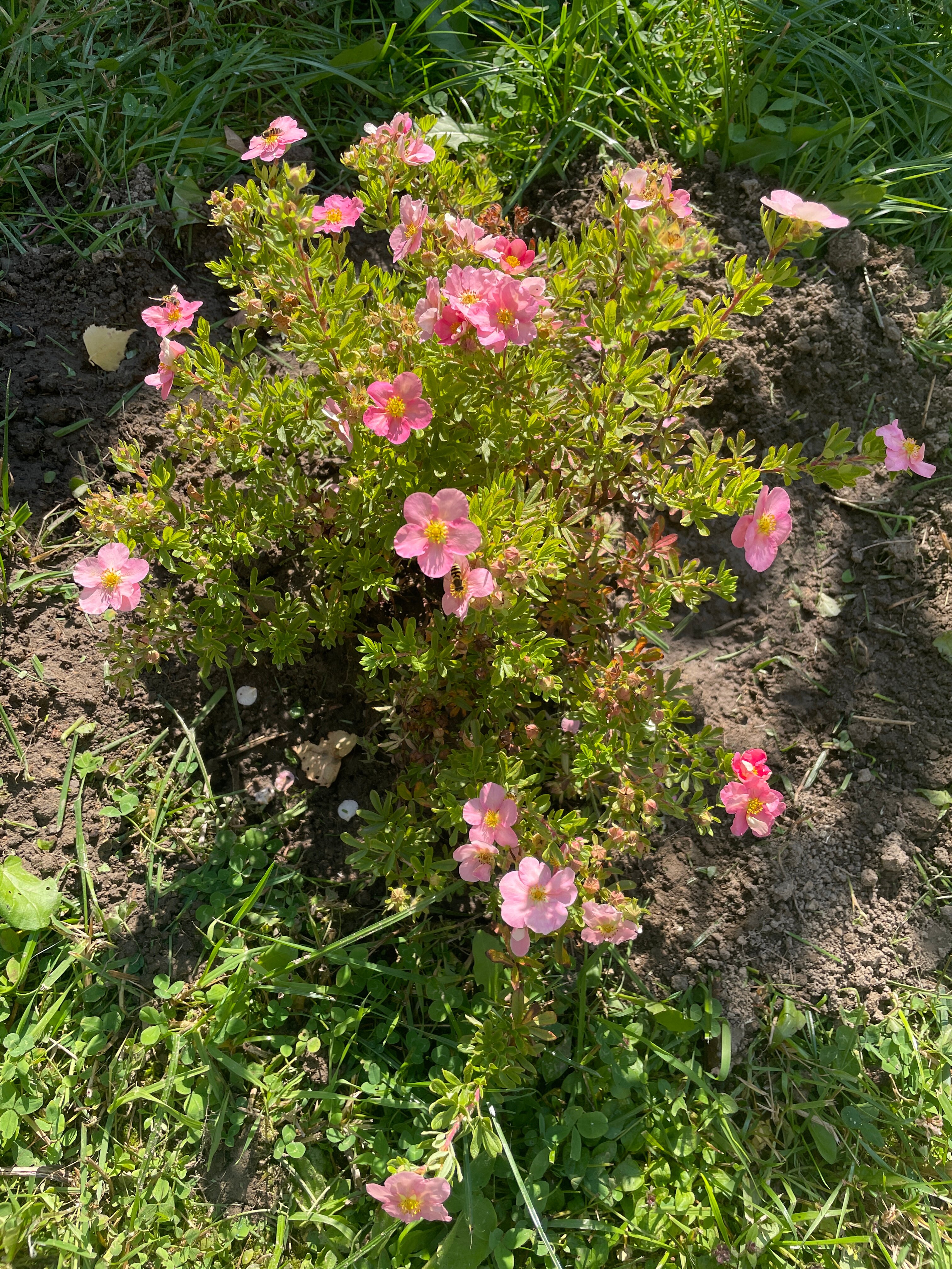 Фото Афрейм дом на воздухе