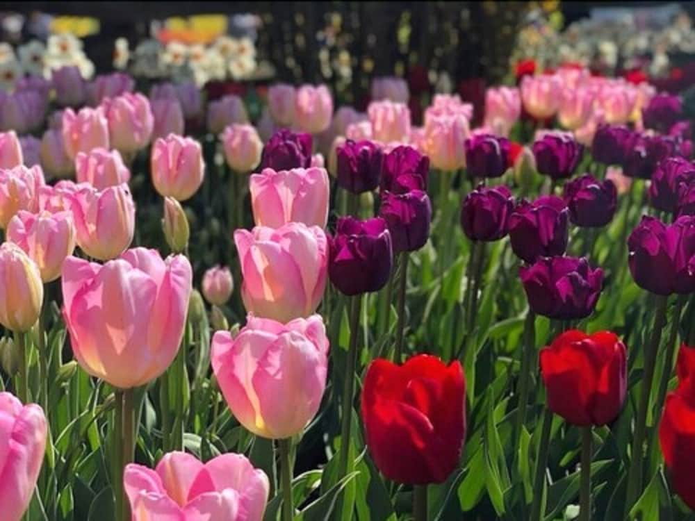 Фото Auld Holland Inn