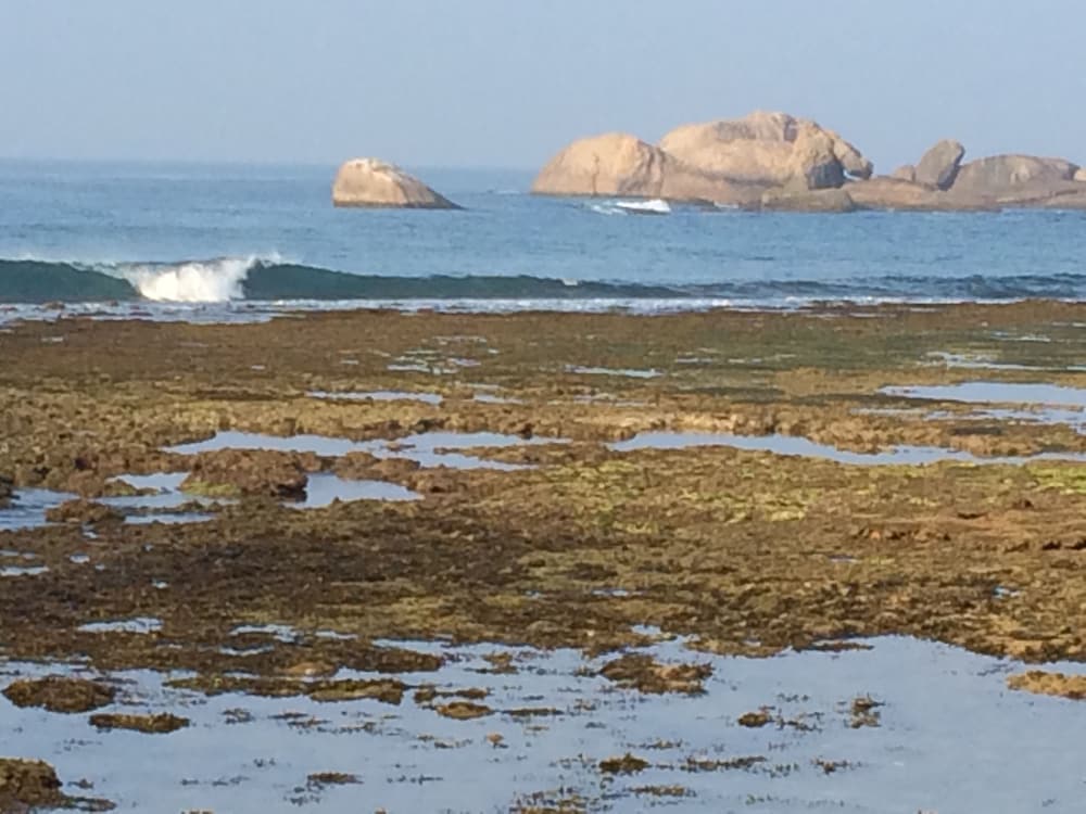 Фото Curry Bowl Restaurant & Turtles Rest