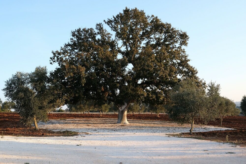Фото Masseria Grieco