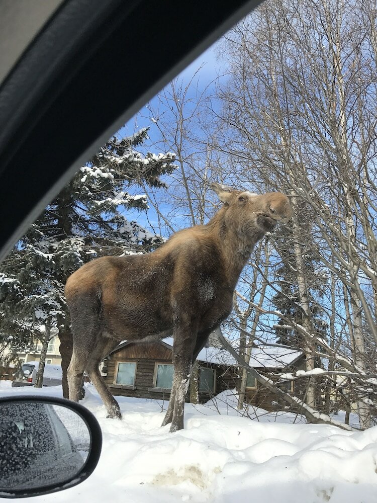 Фото Americas Best Value Inn & Suites Anchorage Airport