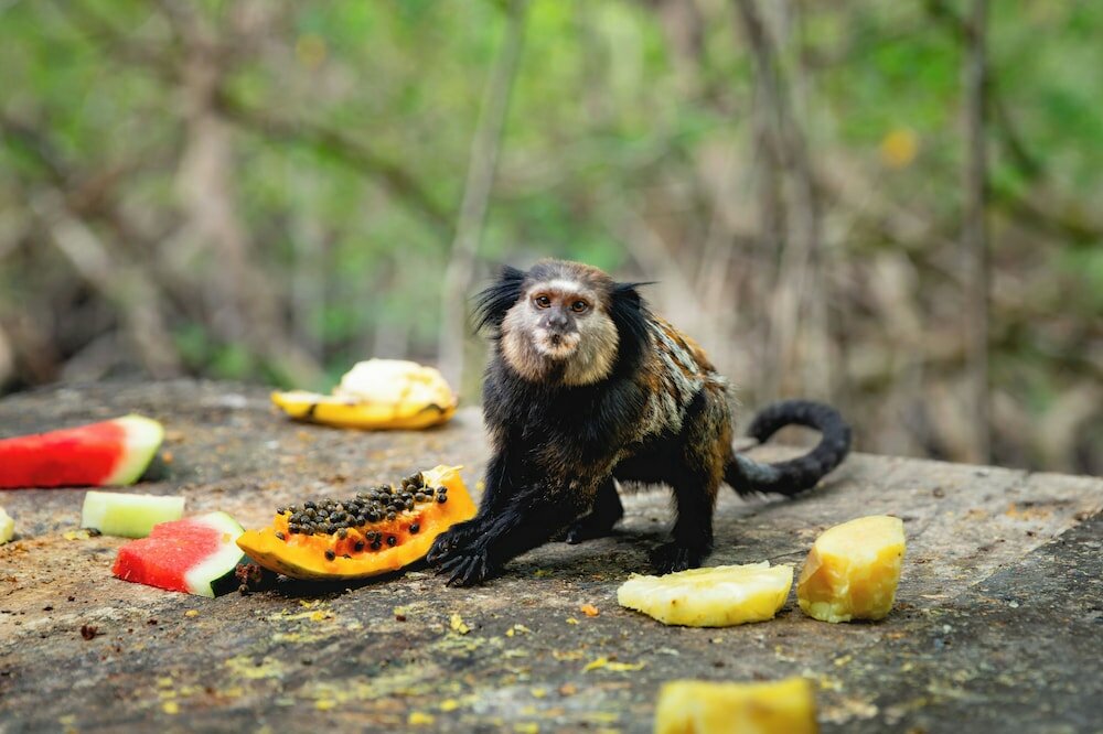 Фото Arraial do Sol Beach Hotel
