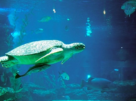 Фото Hotel Illua