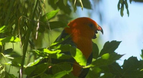 Внешний вид отеля Tenterfield Lodge and Caravan Park в Тентерфилде, фото 2