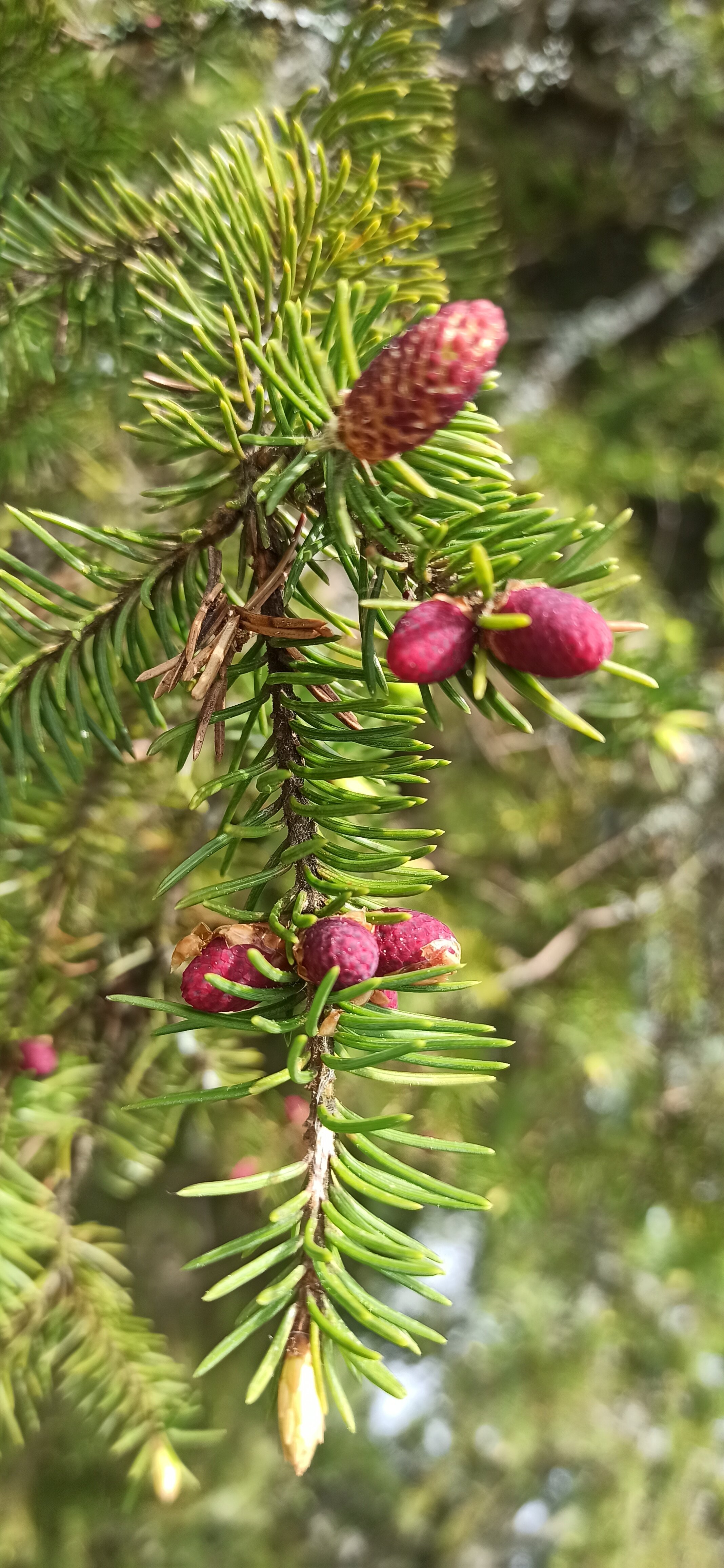 Фото Хутор ЛихKoff