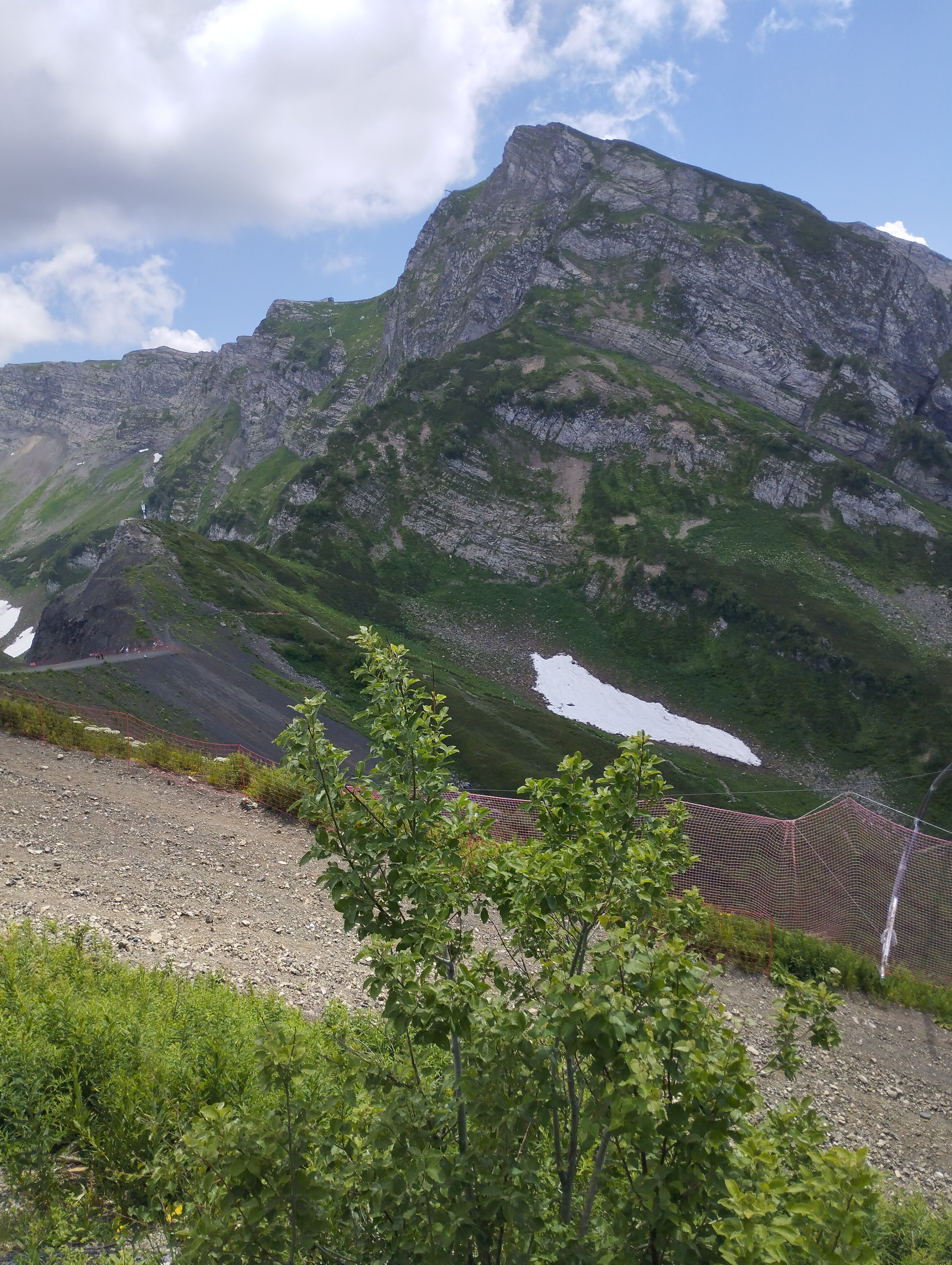 Фото Адениум 585