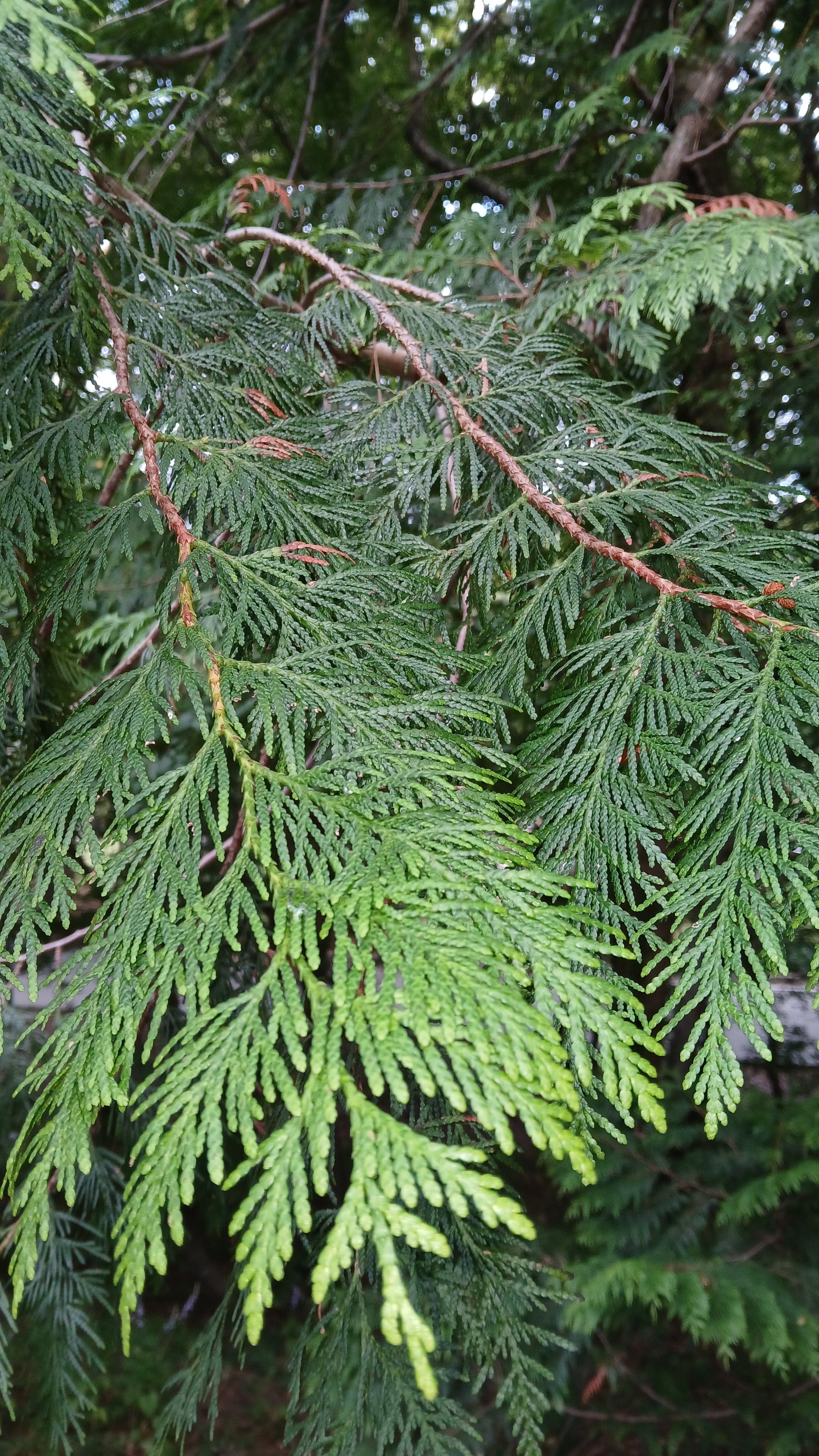 Фото Джульетта