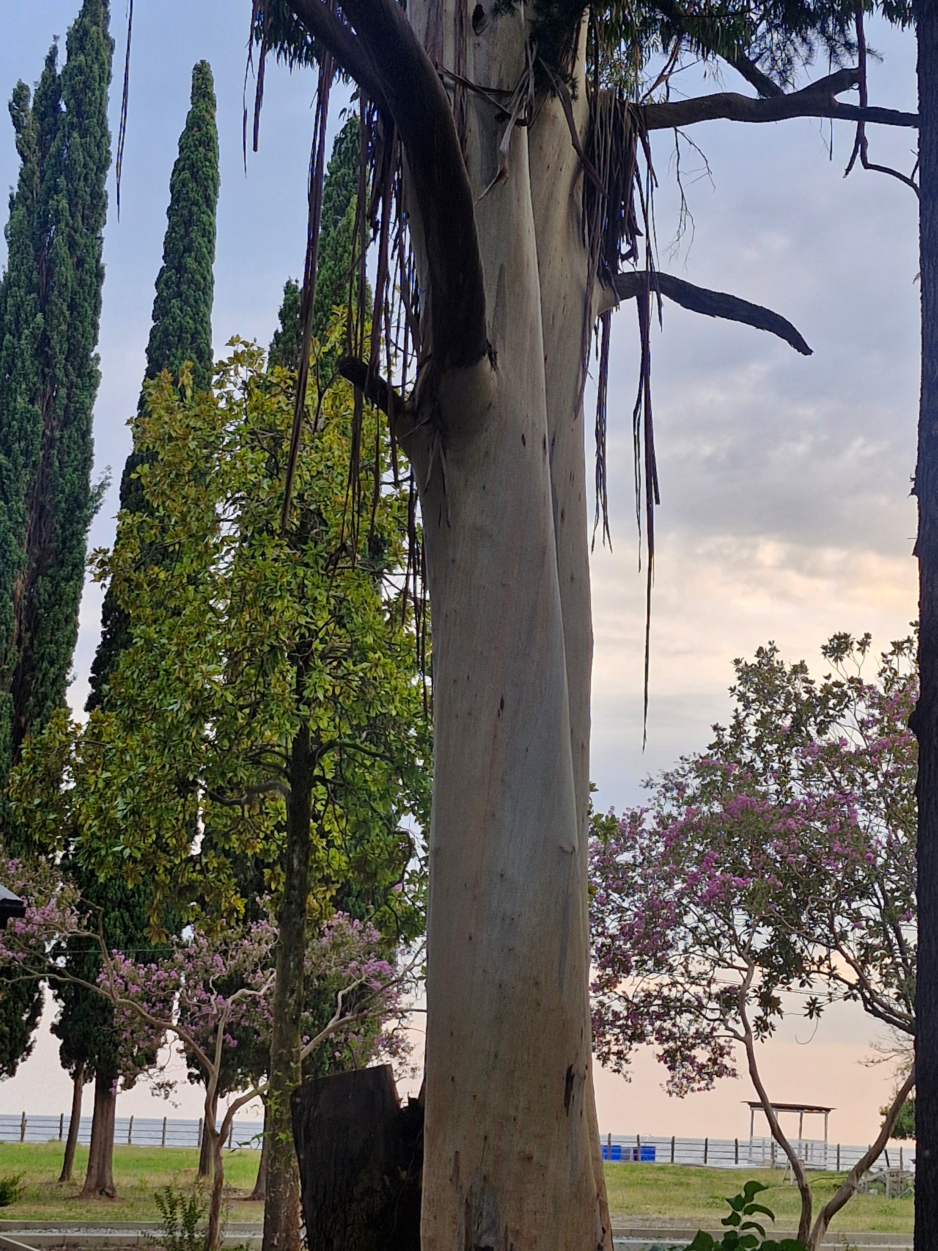 Фото Пролето