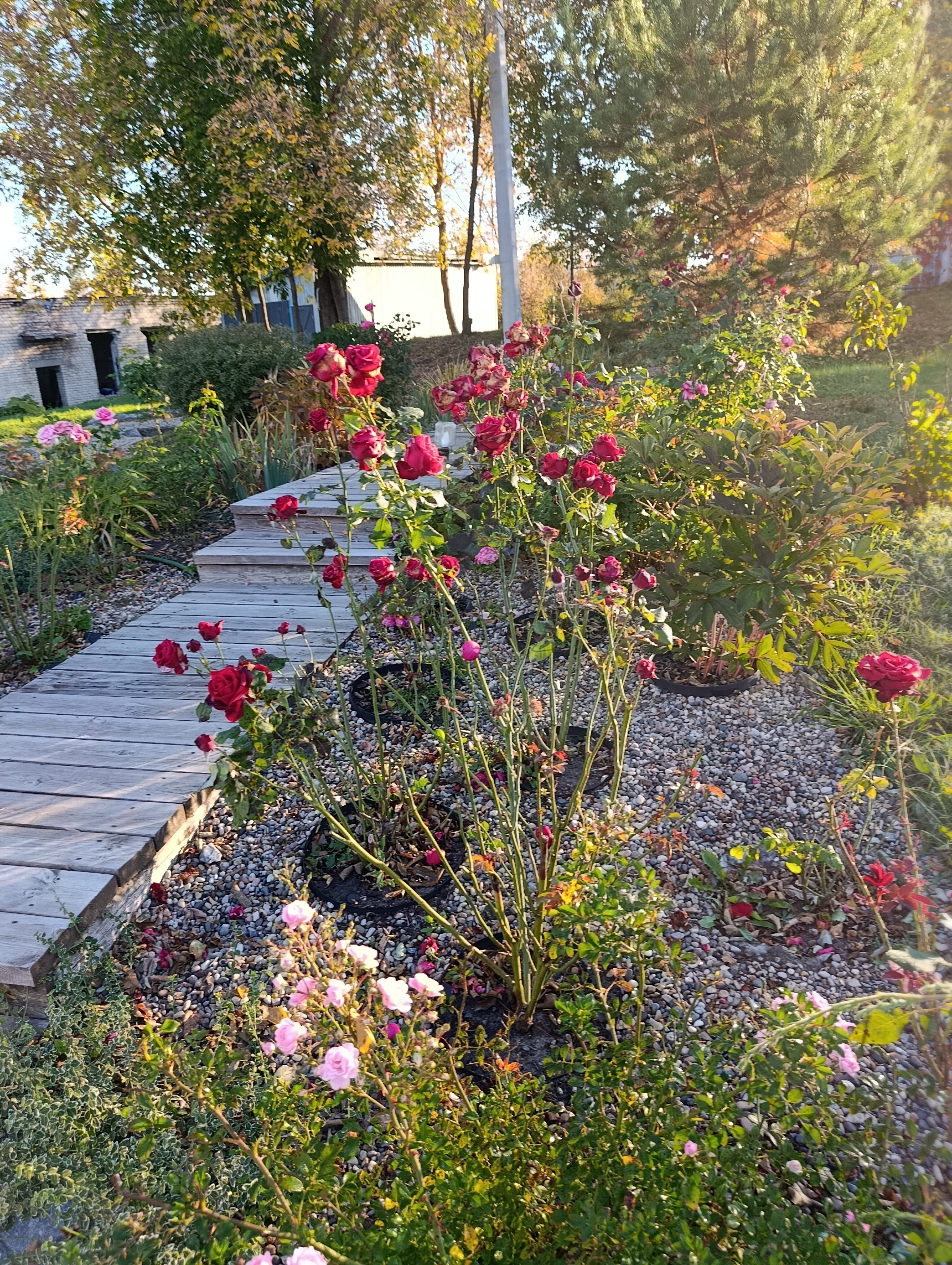 Фото Улитка