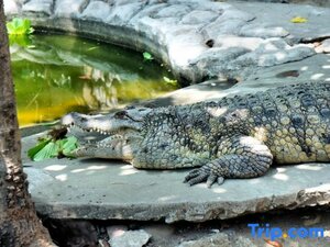 Гостиница Best Western Plus The Ivywall Hotel Palawan