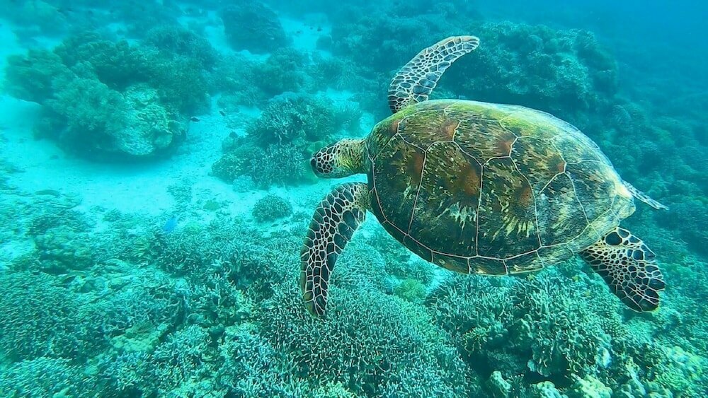Hotel Sea Turtle House, Province of Cebu, photo