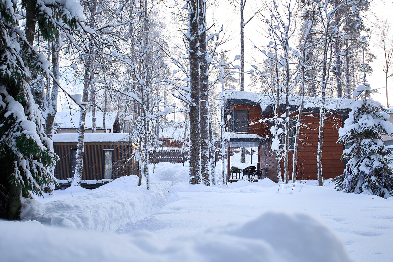 Фото Черника