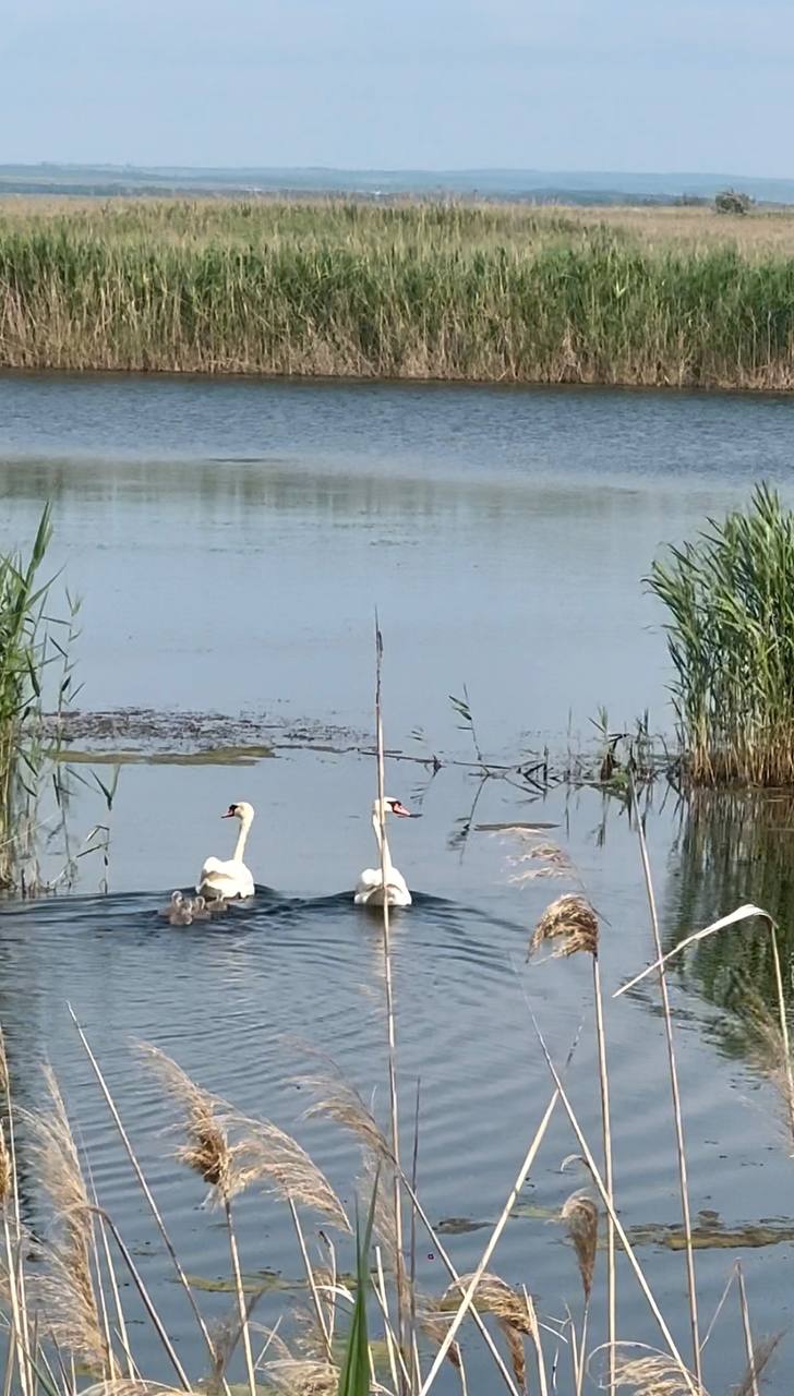 Фото Экзотик Эльвар